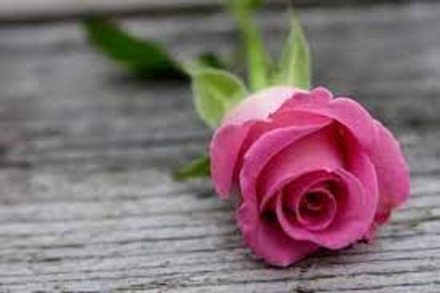 Roses 桌布 壁紙 — 一朵精緻的粉紅玫瑰蓓蕾，連同柔和的綠葉，安放在經風化的灰色木頭上。