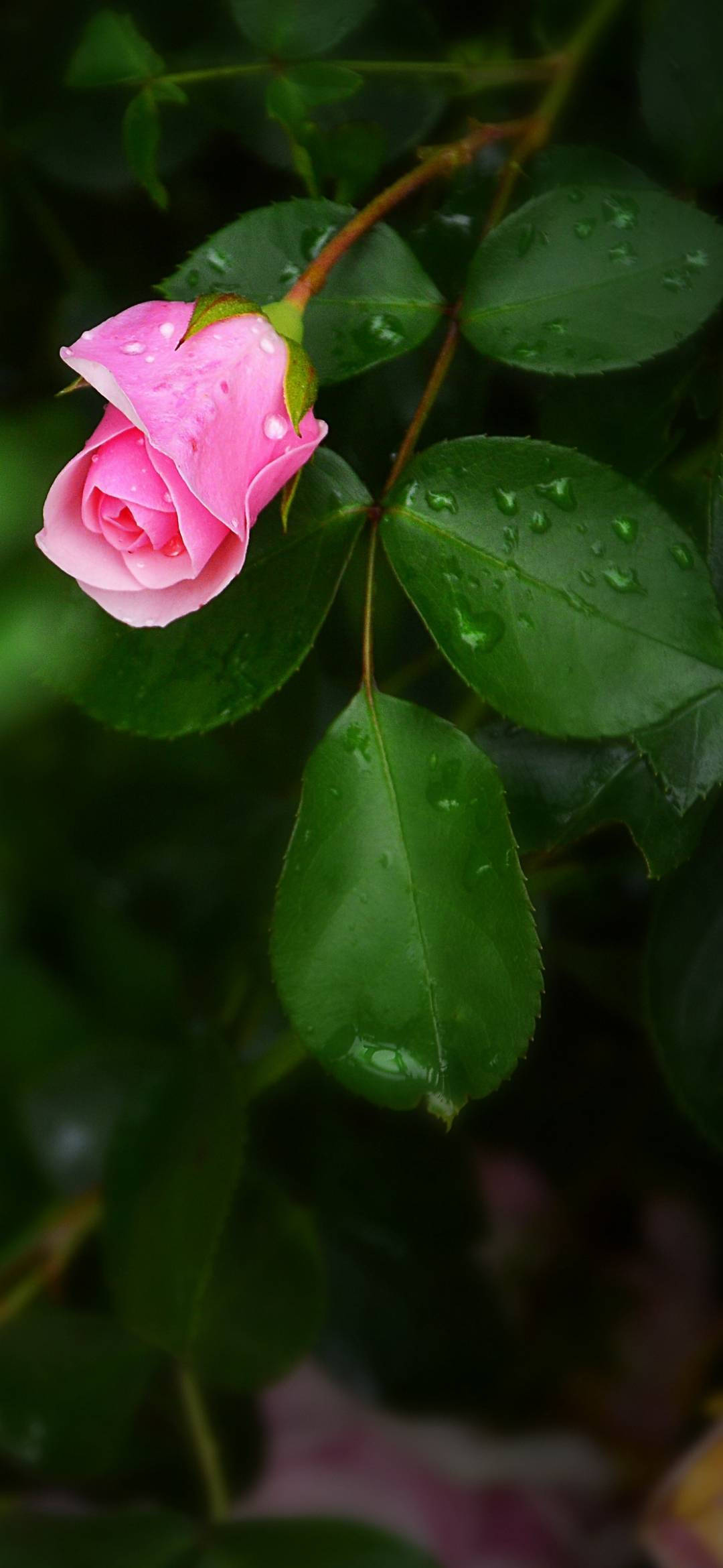 花朵 桌布 壁紙 — 一朵精緻的粉紅玫瑰蓓蕾在柔焦花園場景中，在茂盛綠葉的映襯下閃爍著雨滴。