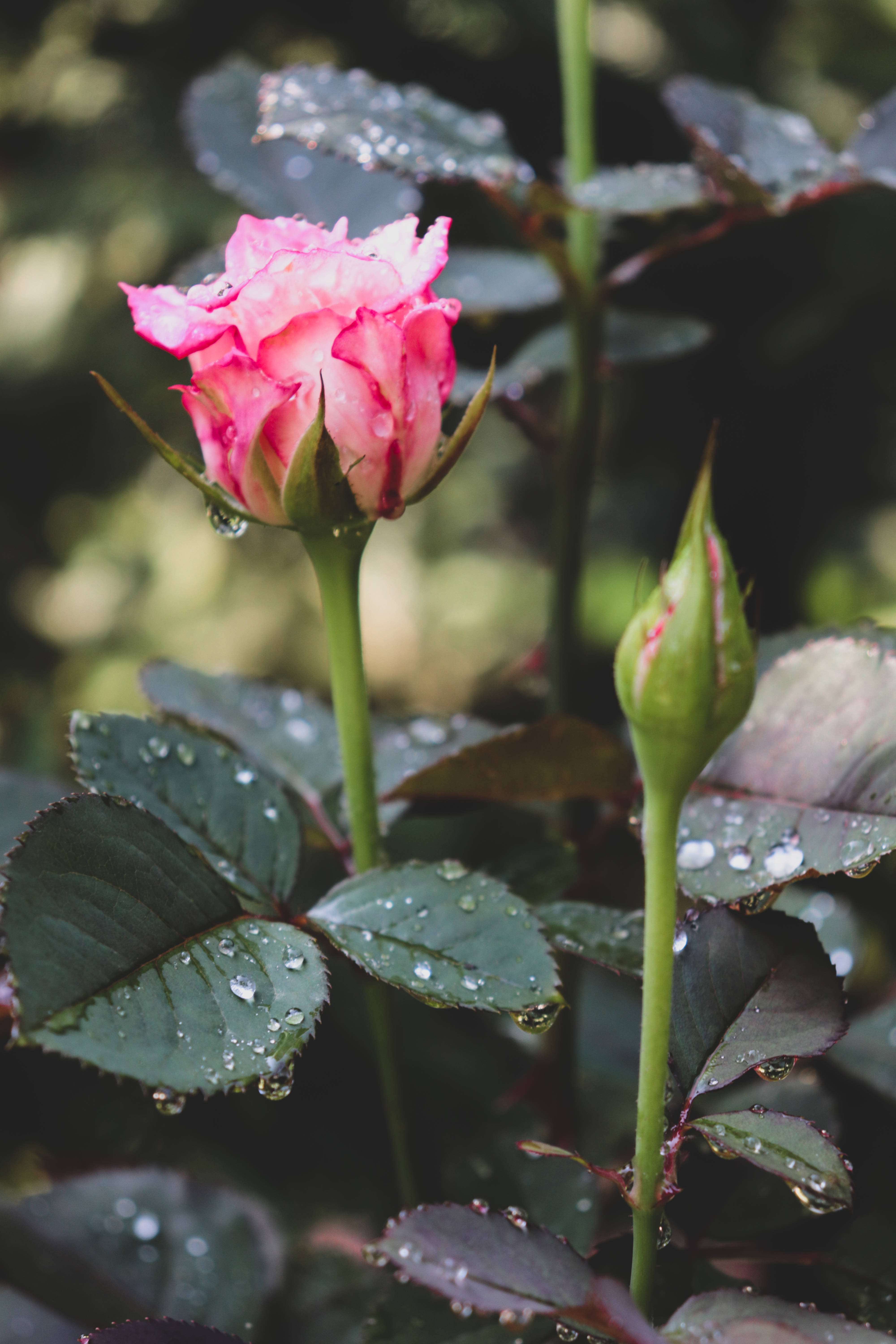 Rose HD 桌布 壁紙 — 一朵精緻的粉紅玫瑰蓓蕾在翠綠莖上，旁邊有一個未開的花蕾，閃爍著露珠。