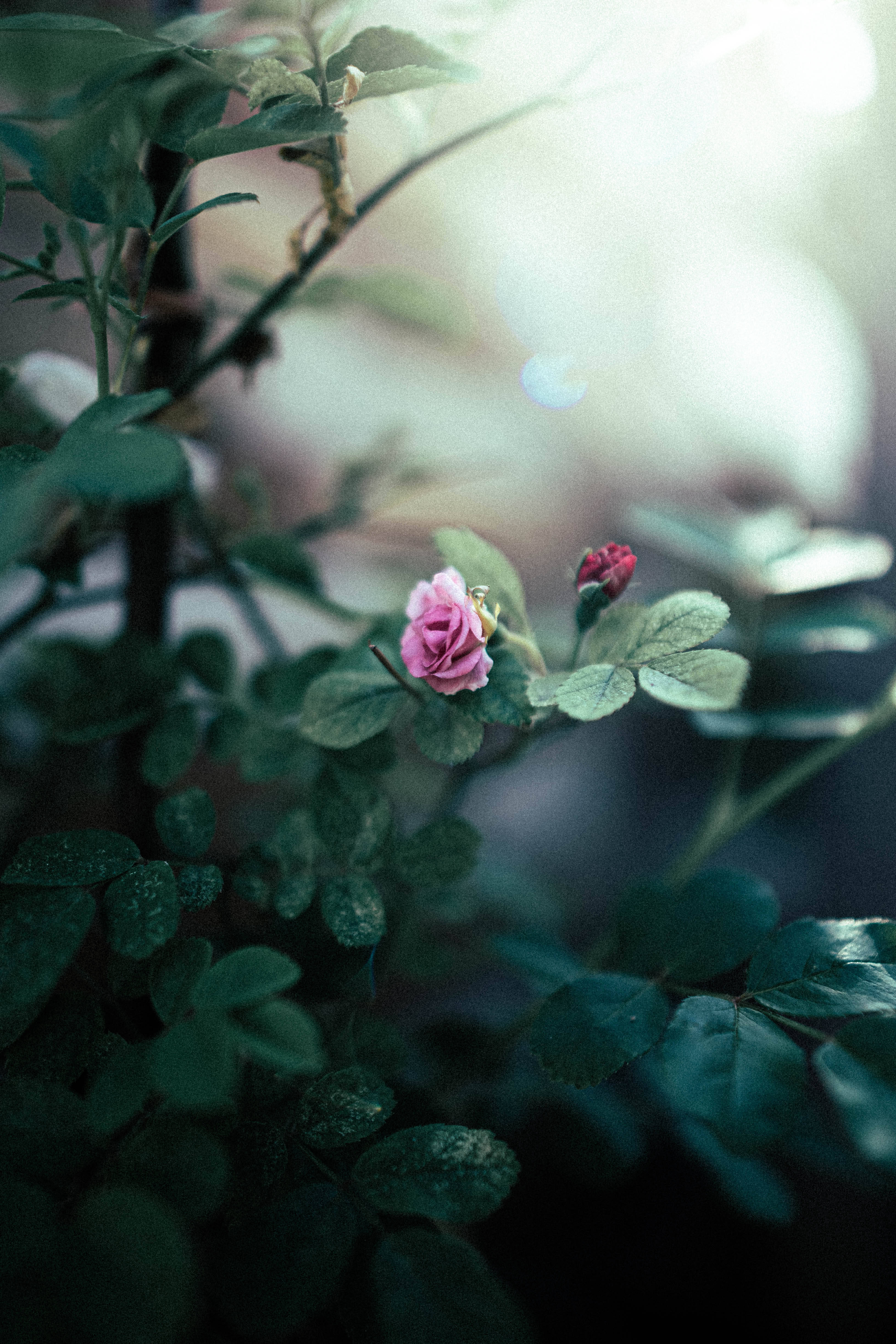 Rose iPhone 桌布 壁紙 — 一朵精緻的粉紅玫瑰蓓蕾在茂盛的綠葉中綻放，柔和陽光穿透背景。