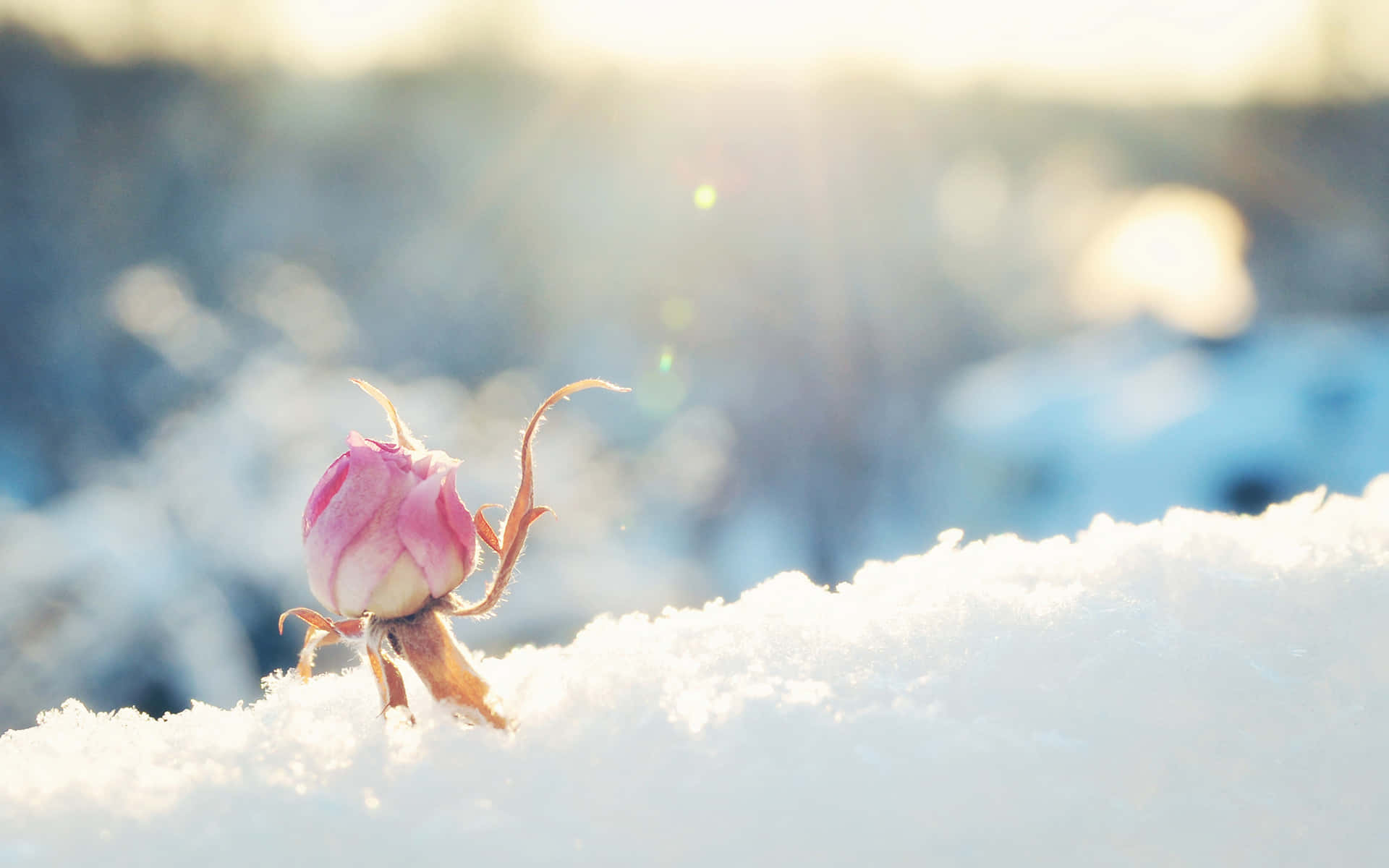 Pink Rose 桌布 壁紙 — 一朵精緻的粉紅玫瑰蓓蕾從雪地中冒出，沐浴在溫暖的金色陽光中，帶有鏡頭眩光。