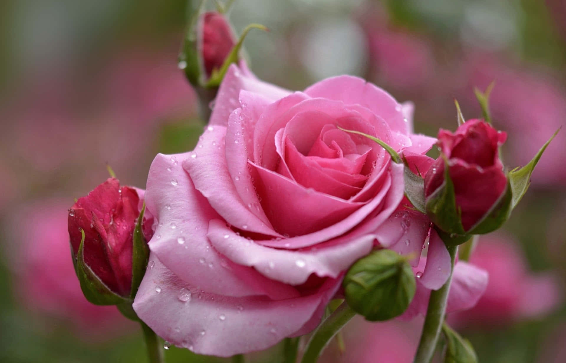 Beautiful Rose 桌布 壁紙 — 一朵精緻的粉紅玫瑰閃爍著露珠，周圍是深紅色的花蕾和柔和模糊的綠葉。