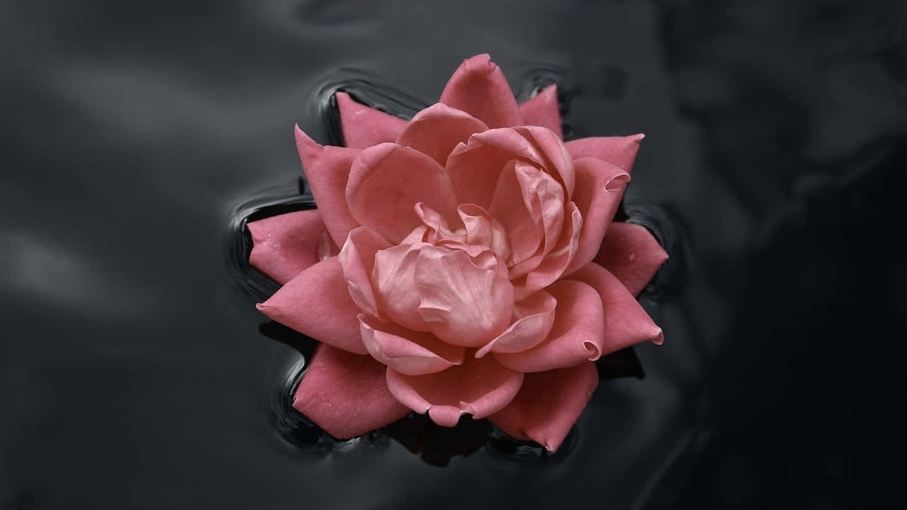 Pink Rose 桌布 壁紙 — 一朵精緻的粉紅玫瑰靜靜地漂浮在黑暗、漣漪的水面上，花瓣在陰暗的表面柔和地照亮。