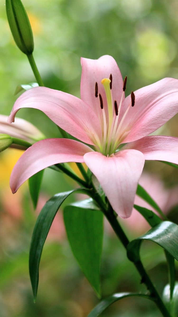 lily 桌布 壁紙 — 一朵精緻的粉紅百合盛開，花瓣柔軟，雄蕊深色，背景是模糊的綠色花園。
