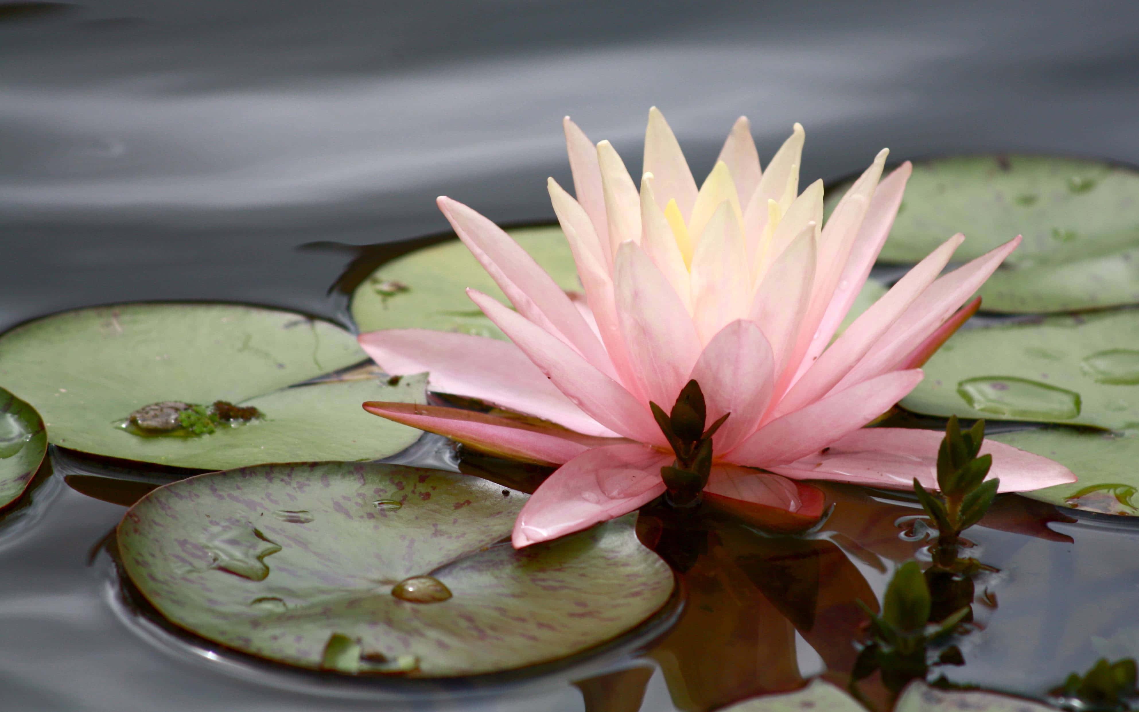 lily 桌布 壁紙 — 一朵精緻的粉紅睡蓮在平靜、反射的水面上，於柔和自然光下優雅地綻放在睡蓮葉上。
