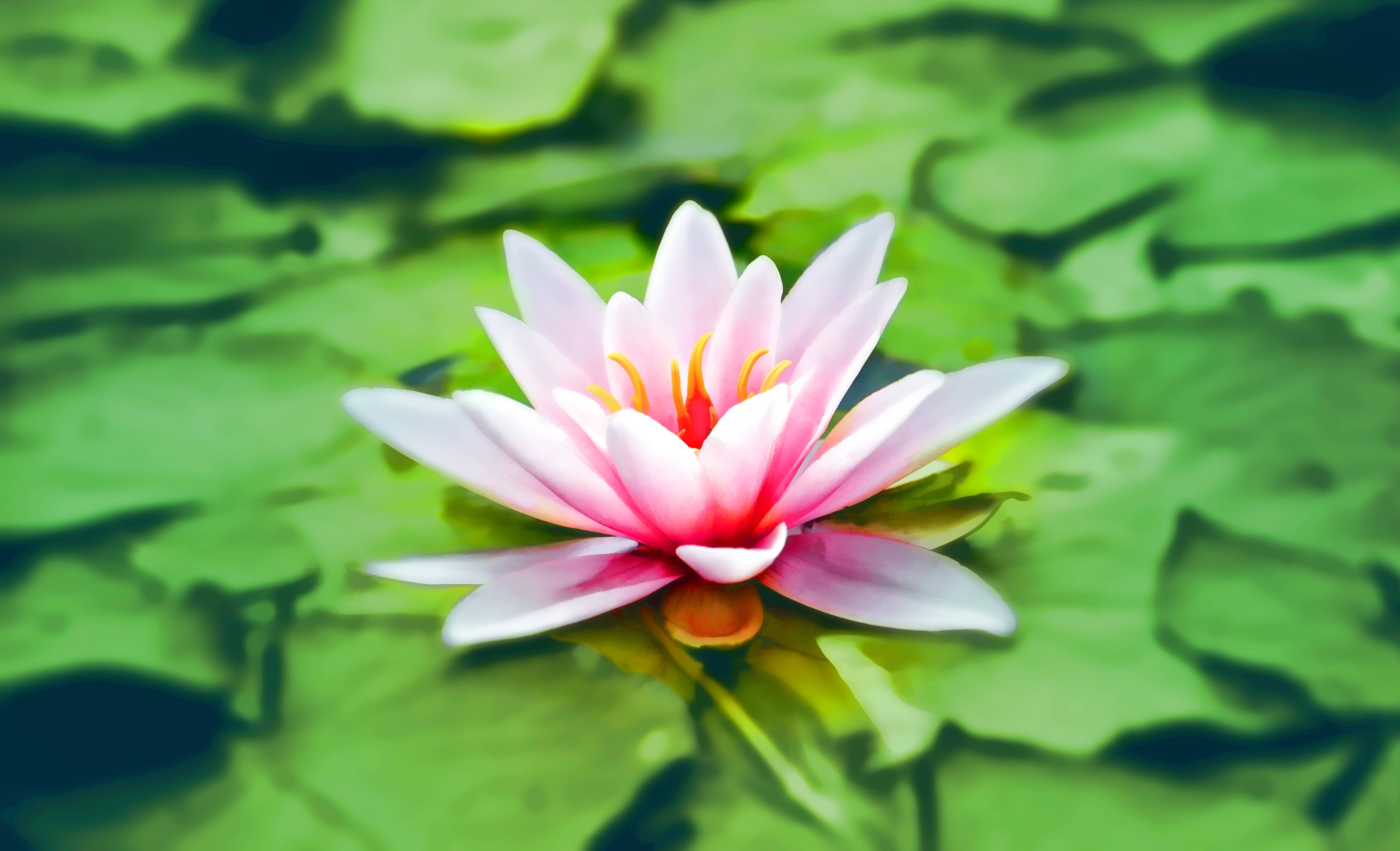 lotus 桌布 壁紙 — 一朵精緻的粉紅睡蓮在平靜水面上茂盛的綠色睡蓮葉上優雅綻放。