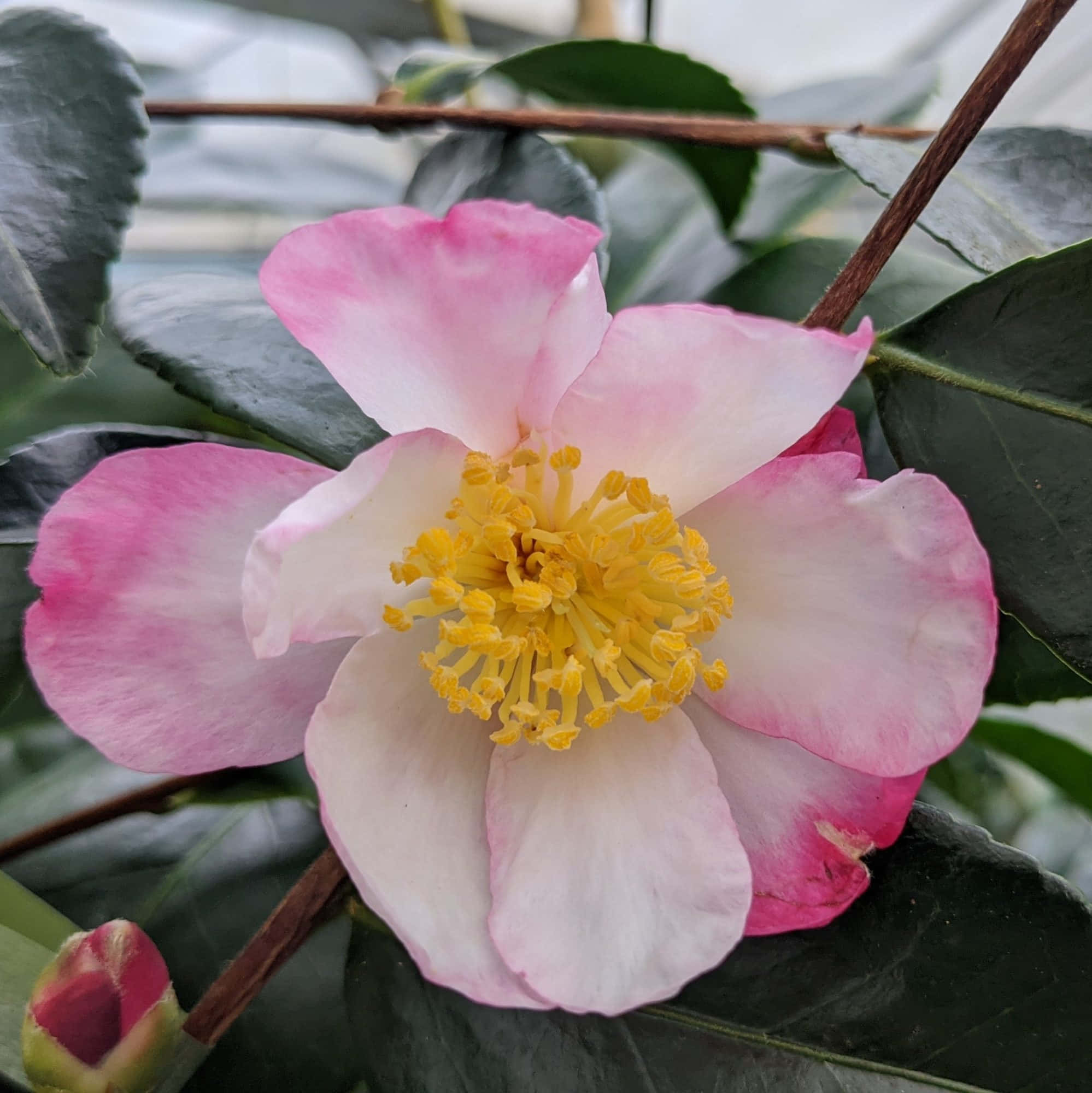 Camellia Sasanqua 桌布 壁紙 — 一朵精緻的粉紅色山茶花，帶有鮮豔的黃色花心，在茂密的綠葉中盛開。