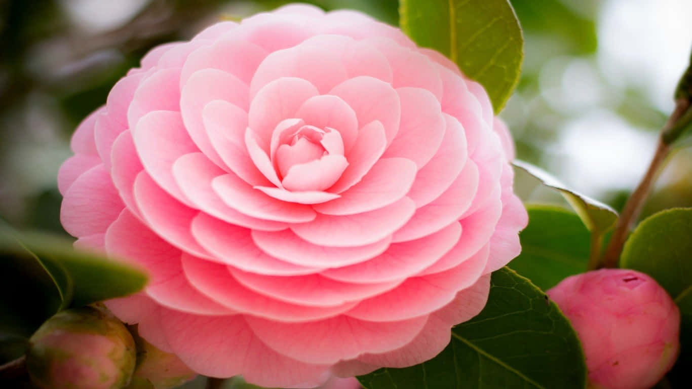 Pink Flower 桌布 壁紙 — 一朵精緻的粉紅色山茶花在柔和焦點中盛開，附近有茂盛的綠葉和未開放的花蕾。