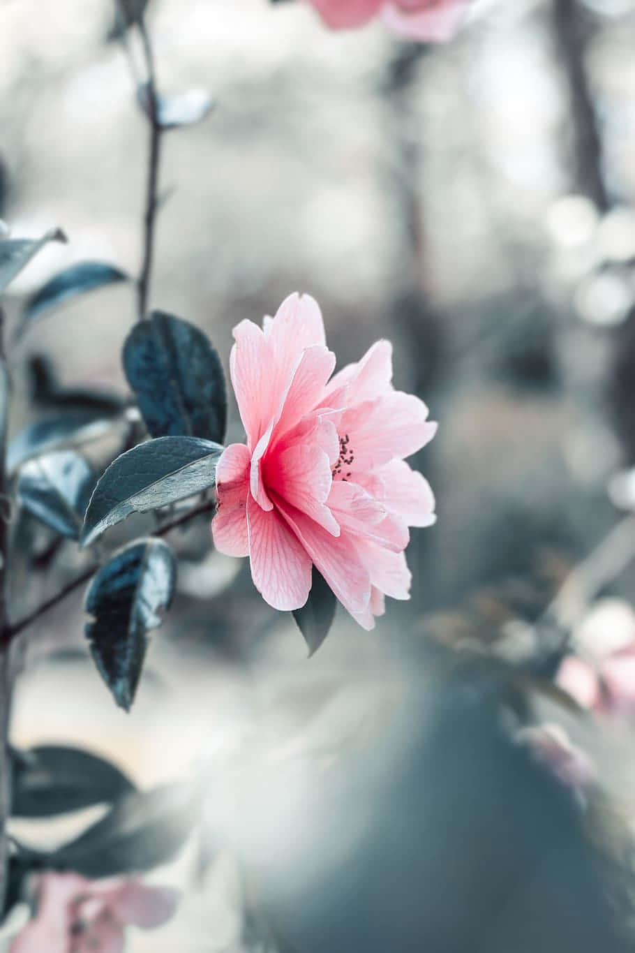 Pink Flower 桌布 壁紙 — 一朵精緻的粉紅色山茶花在模糊的花園背景和深綠色葉子中柔和地綻放。