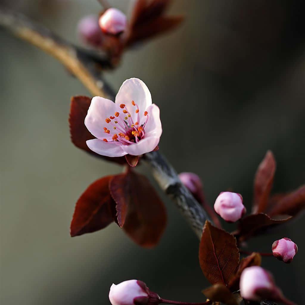 Spring Laptop 桌布 壁紙 — 一朵精緻的粉紅色櫻花在帶有深紅色葉子的樹枝上綻放，背景柔和模糊。