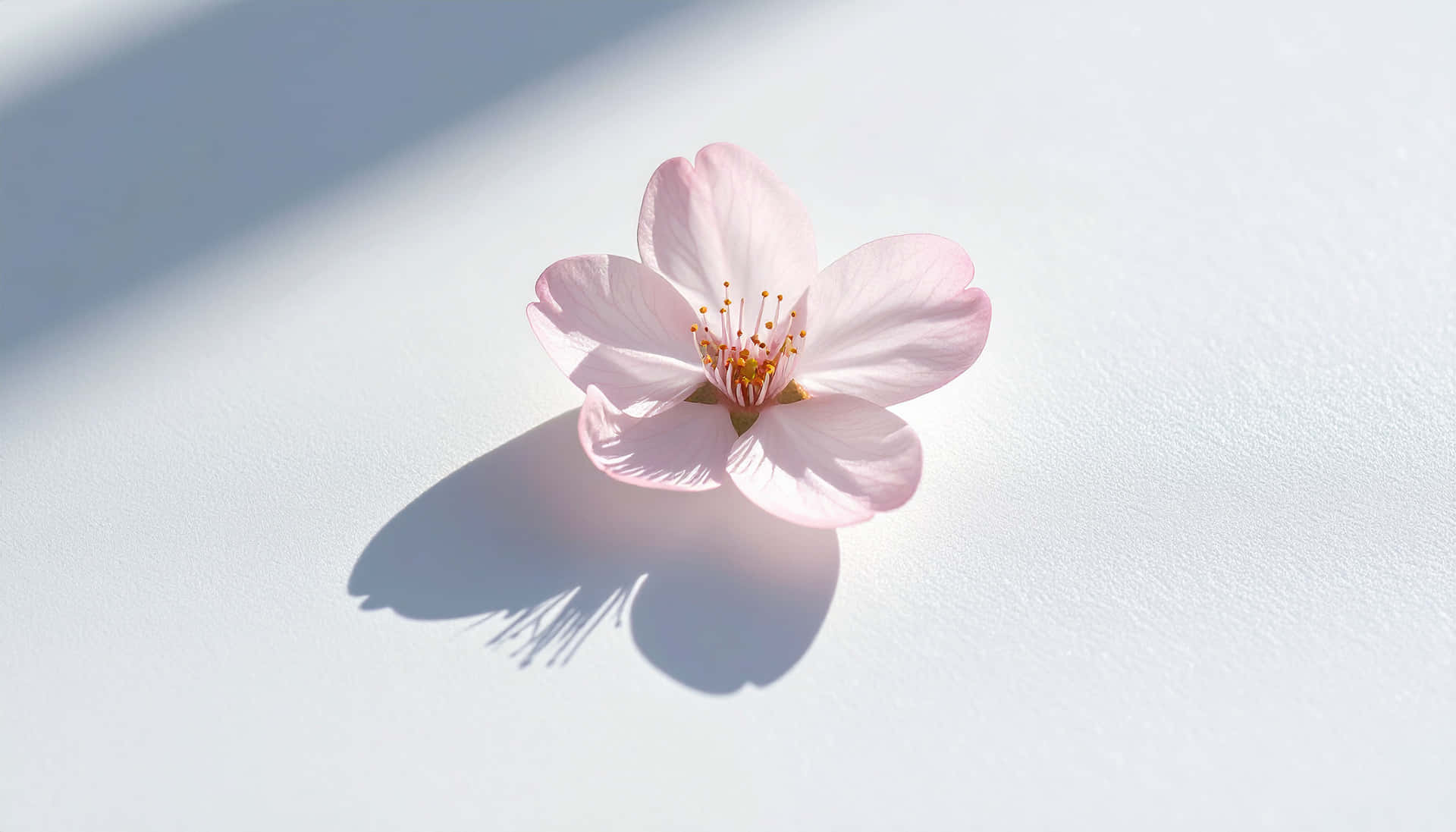 One Petal Pause 壁紙 — 一朵精緻的粉紅色櫻花放在明亮的白色表面上，在柔和陽光下投下清晰的陰影。
