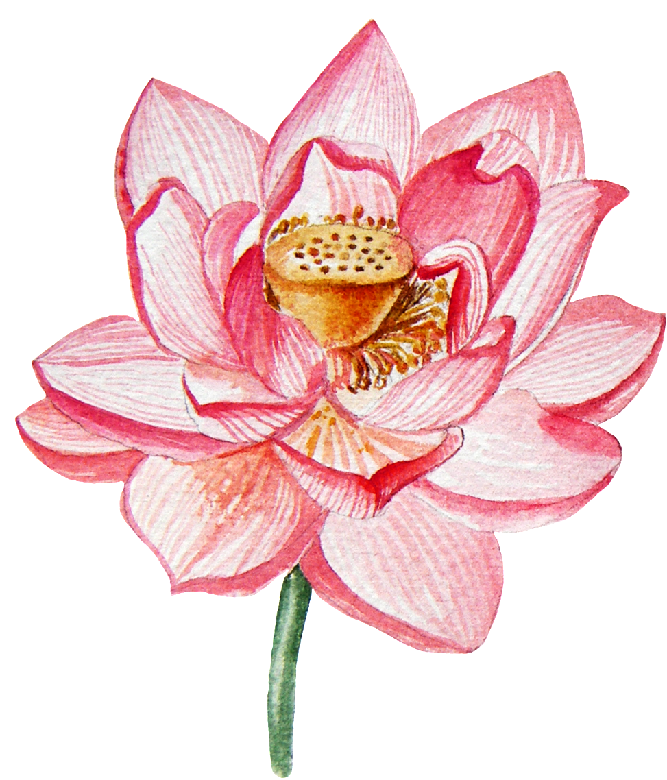 蓮花 桌布 壁紙 — 一朵精緻的粉紅色水彩蓮花，花瓣層層疊疊，花心細節豐富，在純黑背景上盛開。