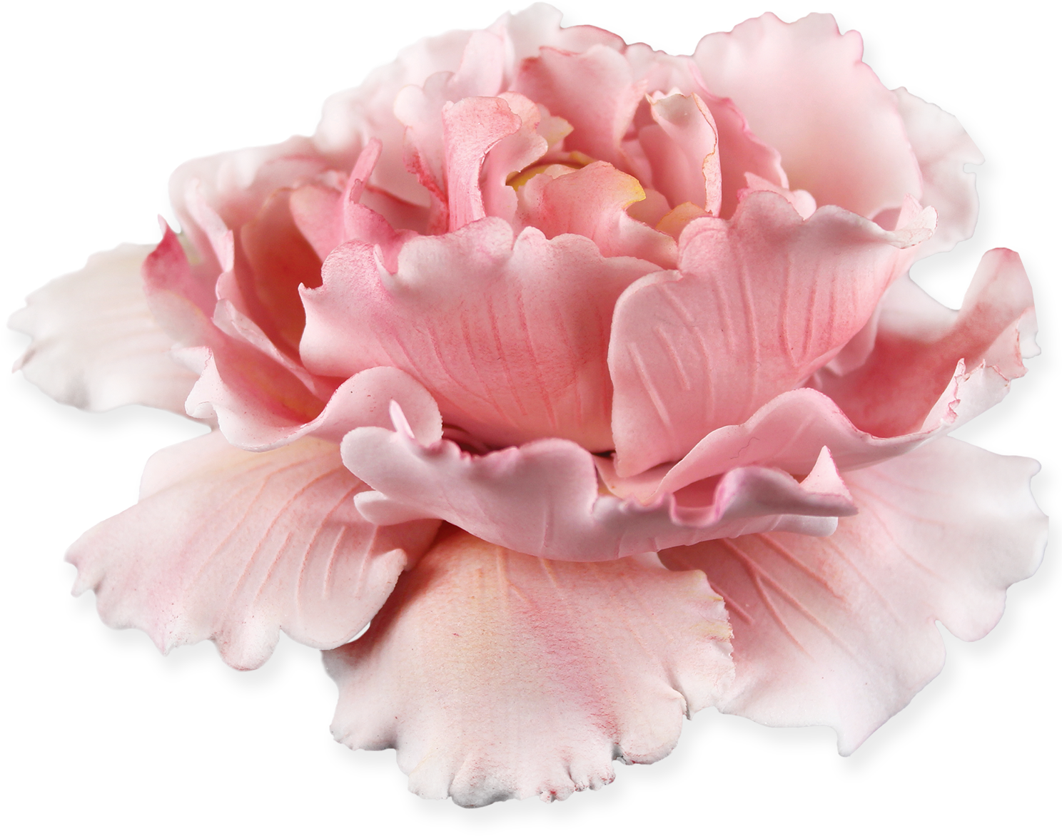 Peony 桌布 壁紙 — 一朵精緻的粉紅色牡丹，帶有褶邊花瓣，在純黑背景下盛開。