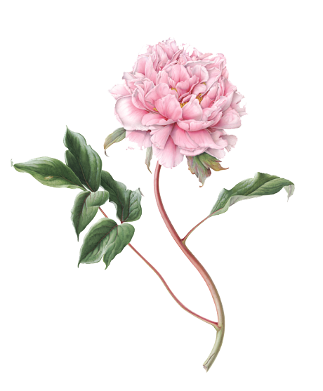 Peony 桌布 壁紙 — 一朵精緻的粉紅色牡丹，搭配茂盛的綠葉和優雅的莖，在純白背景上綻放。