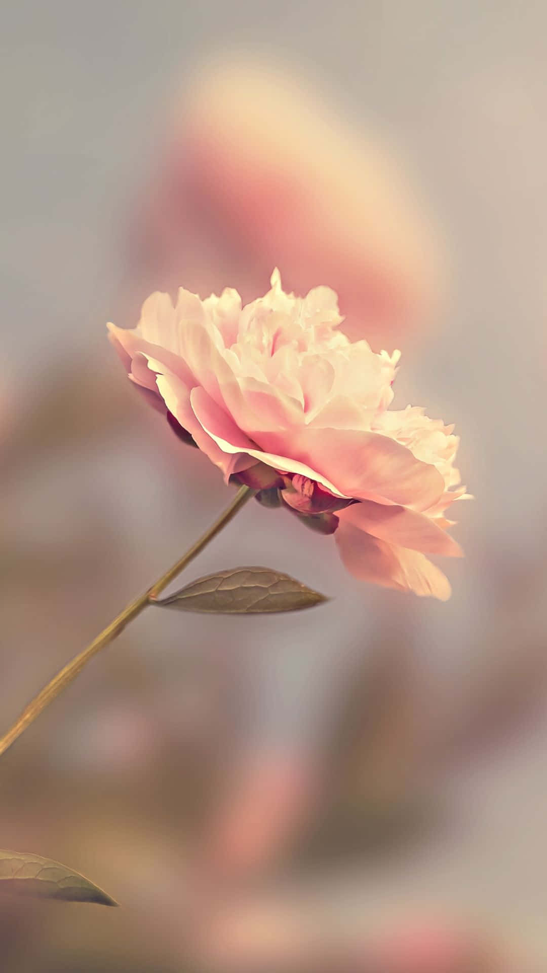 花 桌布 壁紙 — 一朵精緻的粉紅色牡丹在夢幻般的模糊背景中柔和綻放，帶有溫暖的粉彩色調。