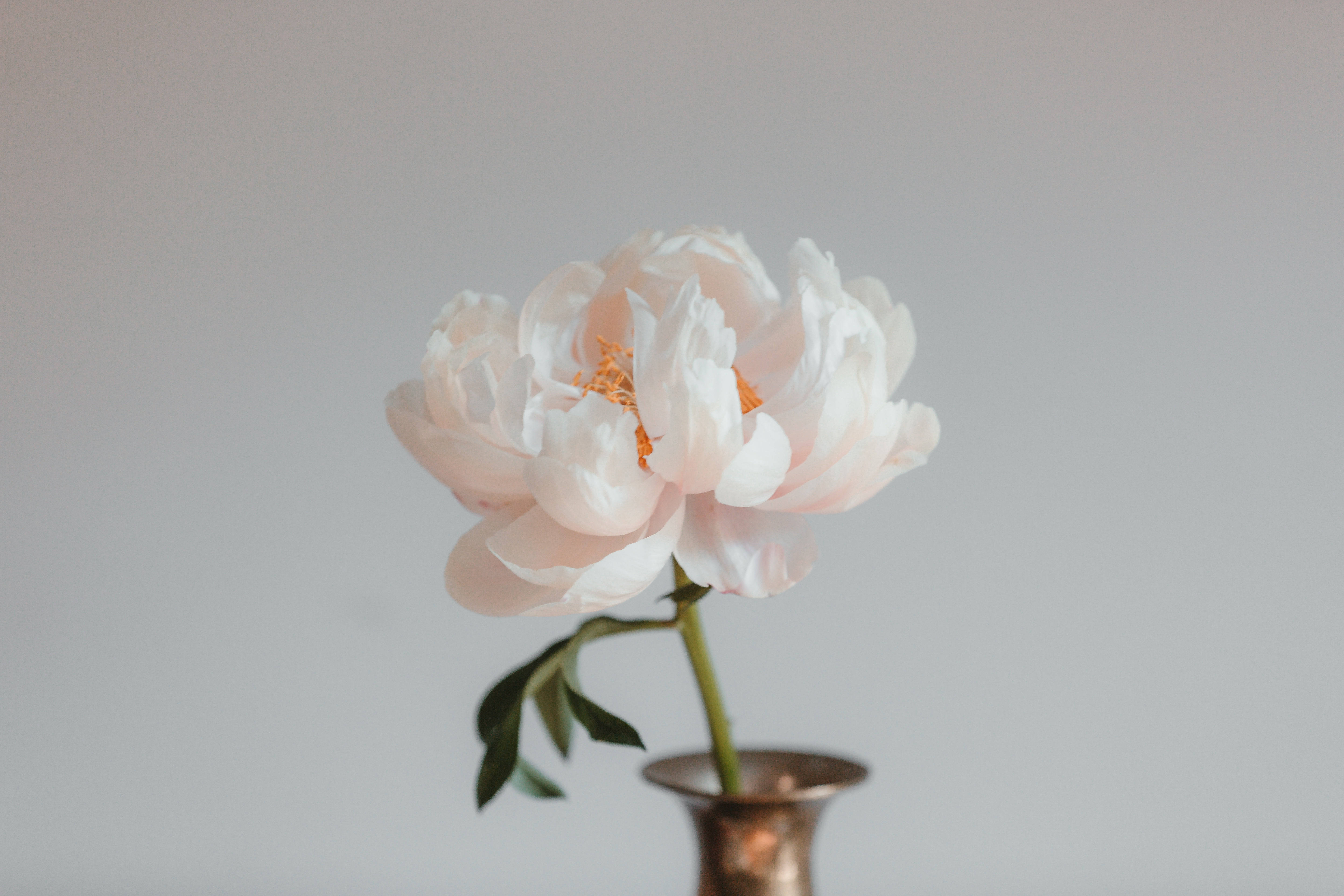 Pretty Pink 桌布 壁紙 — 一朵精緻的粉紅色牡丹花，帶有金色雄蕊，優雅地綻放在一個小銅花瓶裡，背景是柔和的灰色。