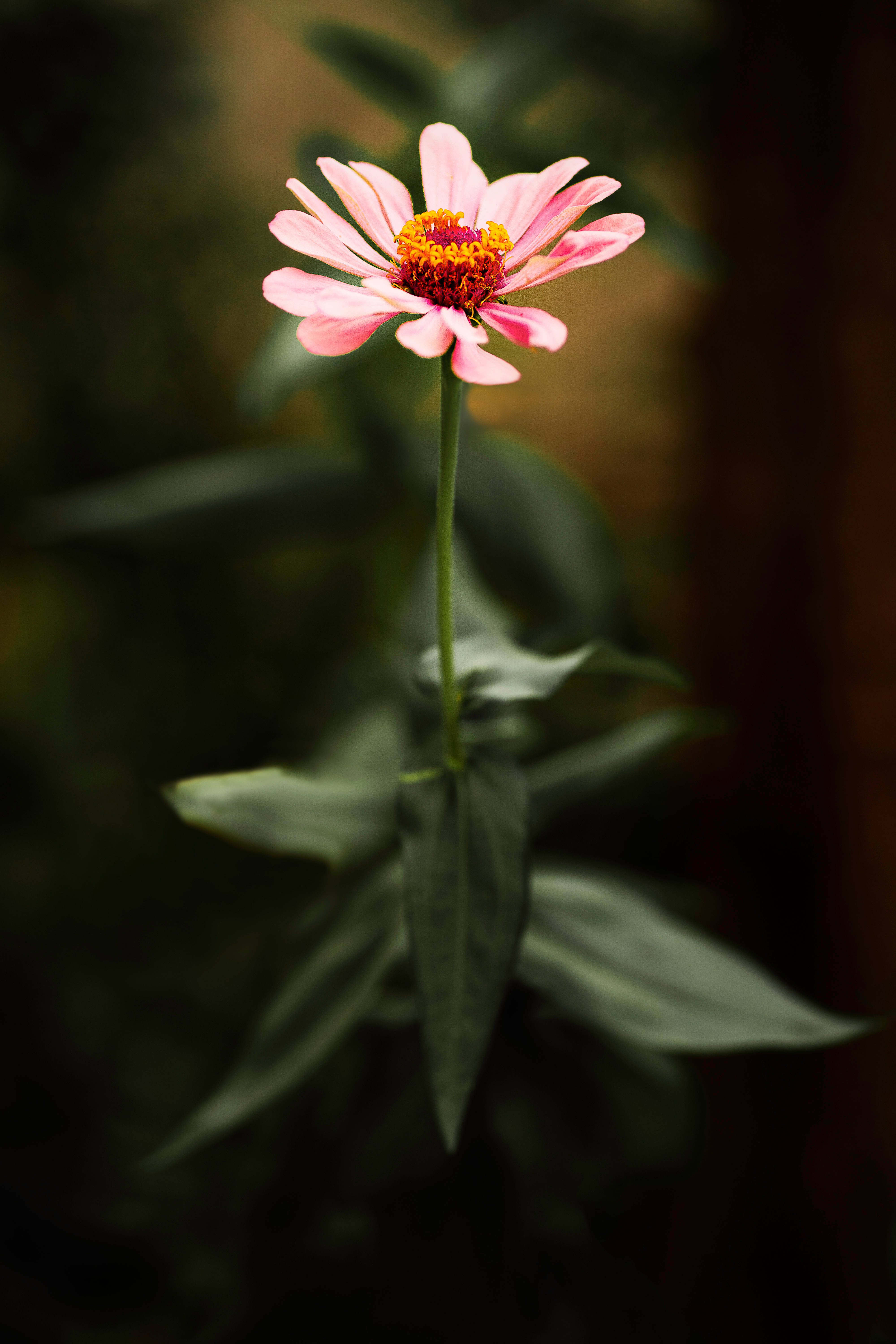 雛菊 iPhone 桌布 壁紙 — 一朵精緻的粉紅色百日菊花，帶有鮮豔的橙色花心，高高聳立在柔和模糊的深綠色葉子背景前。