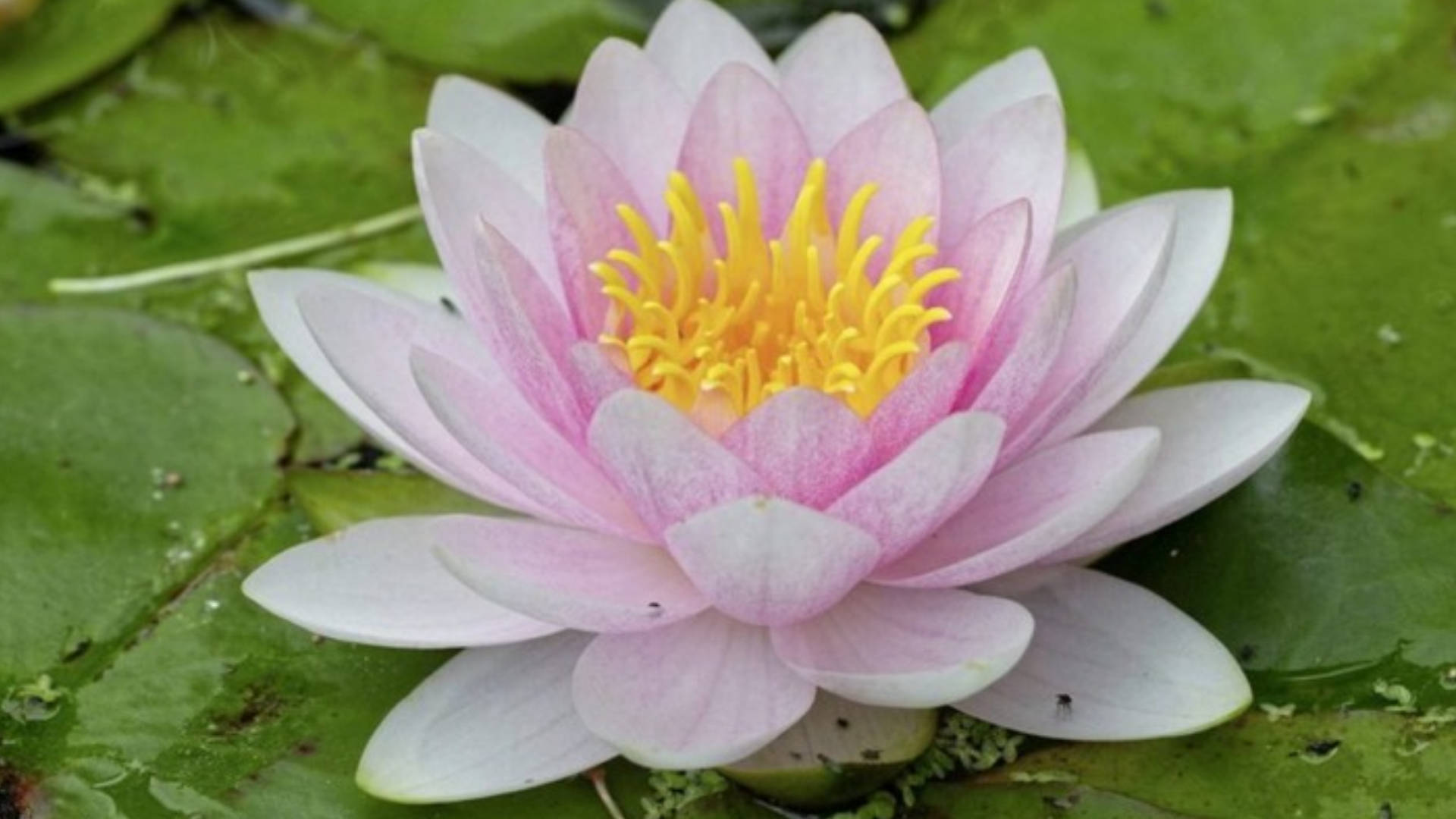 lily 桌布 壁紙 — 一朵精緻的粉紅色睡蓮，帶有充滿活力的黃色中心，在茂盛的綠色睡蓮葉上優雅地綻放。