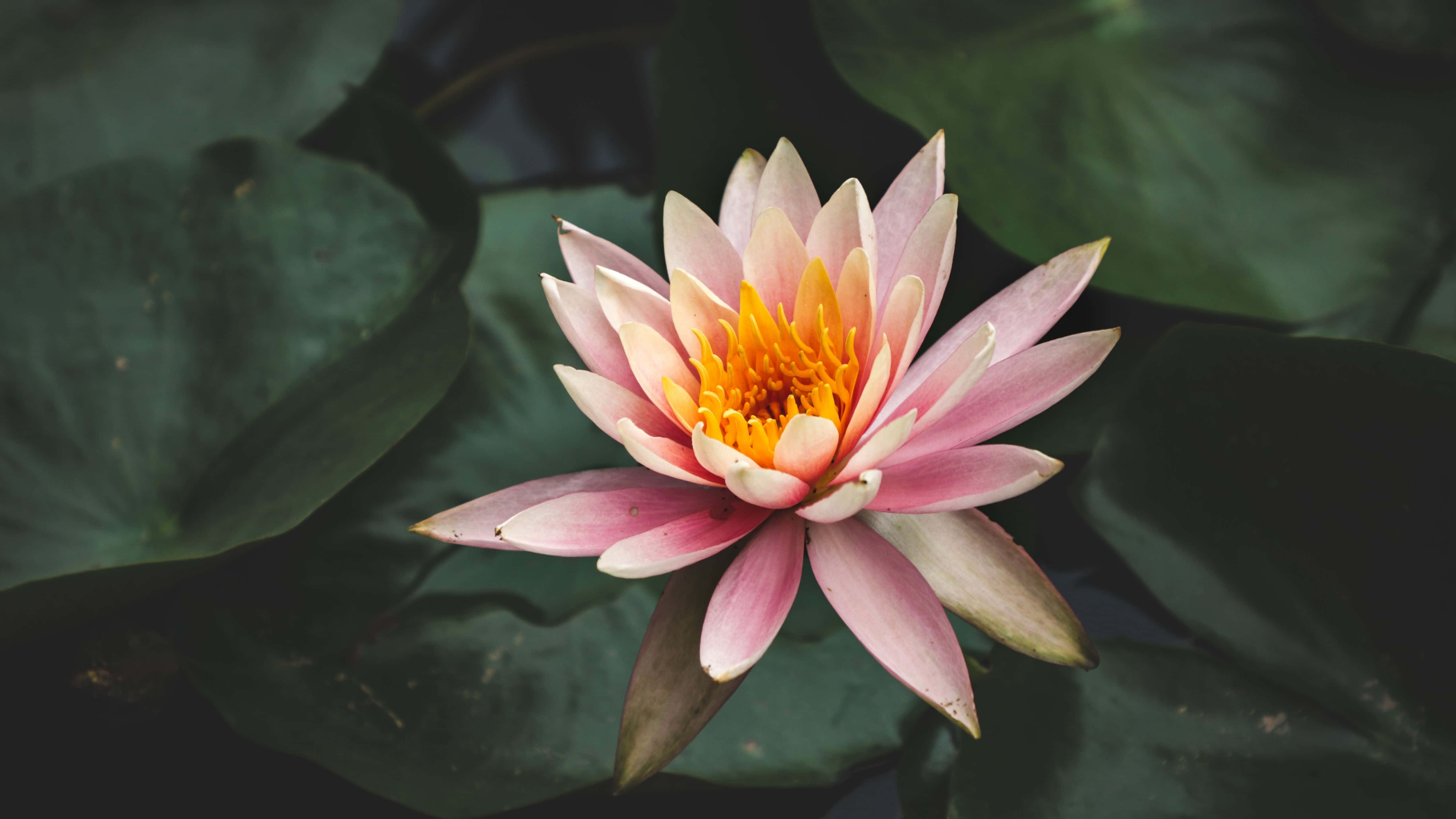 5120x2880 桌布 壁紙 — 一朵精緻的粉紅色睡蓮，帶有充滿活力的黃色中心，在大型深綠色睡蓮葉中優雅綻放。