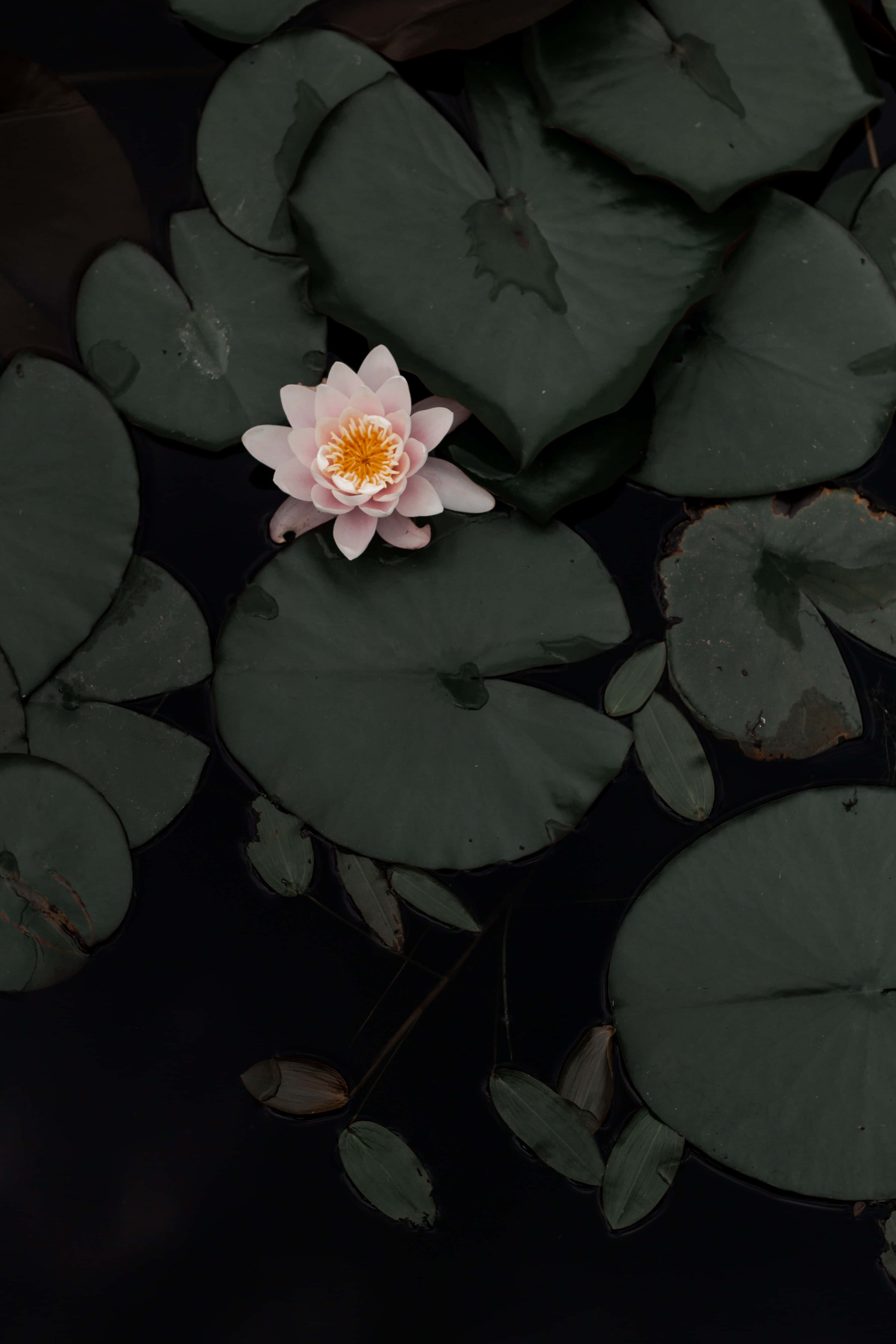 花 桌布 壁紙 — 一朵精緻的粉紅色睡蓮在漂浮於陰暗水面的深綠色睡蓮葉上盛開。