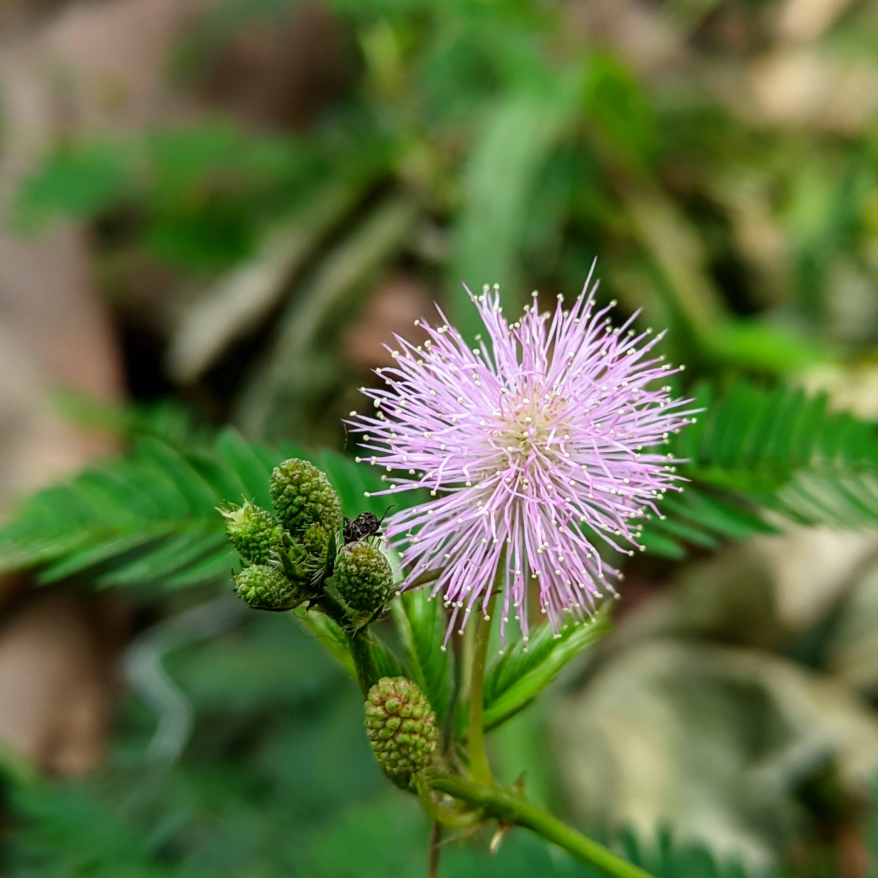 mimosa 桌布 壁紙 — 一朵精緻的粉紅色絨球花在茂密的綠葉中盛開，附近有一隻小昆蟲棲息。