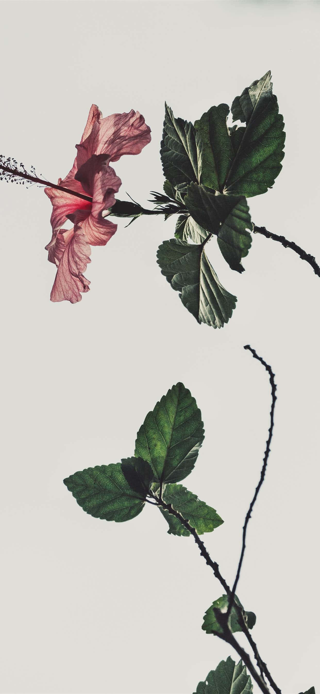 Pink And White Aesthetic 桌布 壁紙 — 一朵精緻的粉紅色芙蓉花，配以深綠色葉子，在柔和的純色背景上優雅地彎曲。