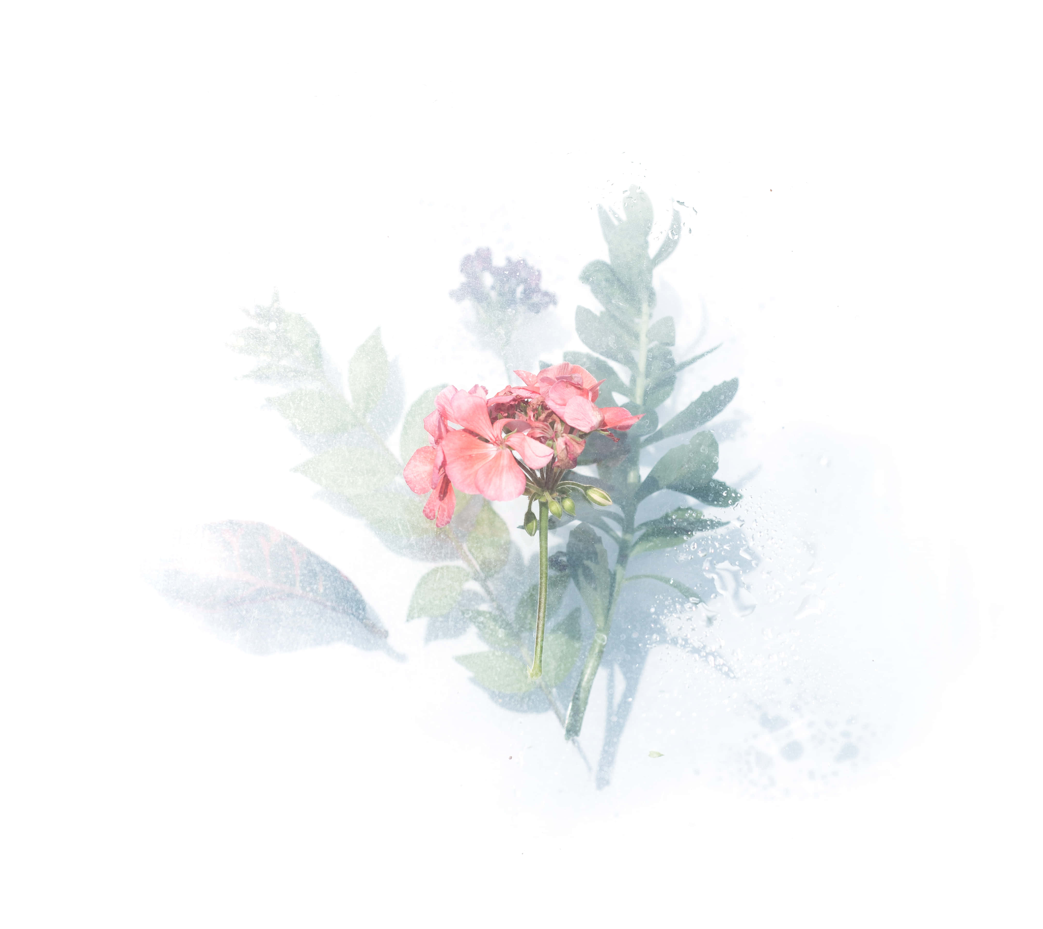 Watercolor Flower 桌布 壁紙 — 一朵精緻的粉紅色花朵，帶有綠色葉子，柔和地融入帶有微妙陰影葉片的迷濛白色背景中。