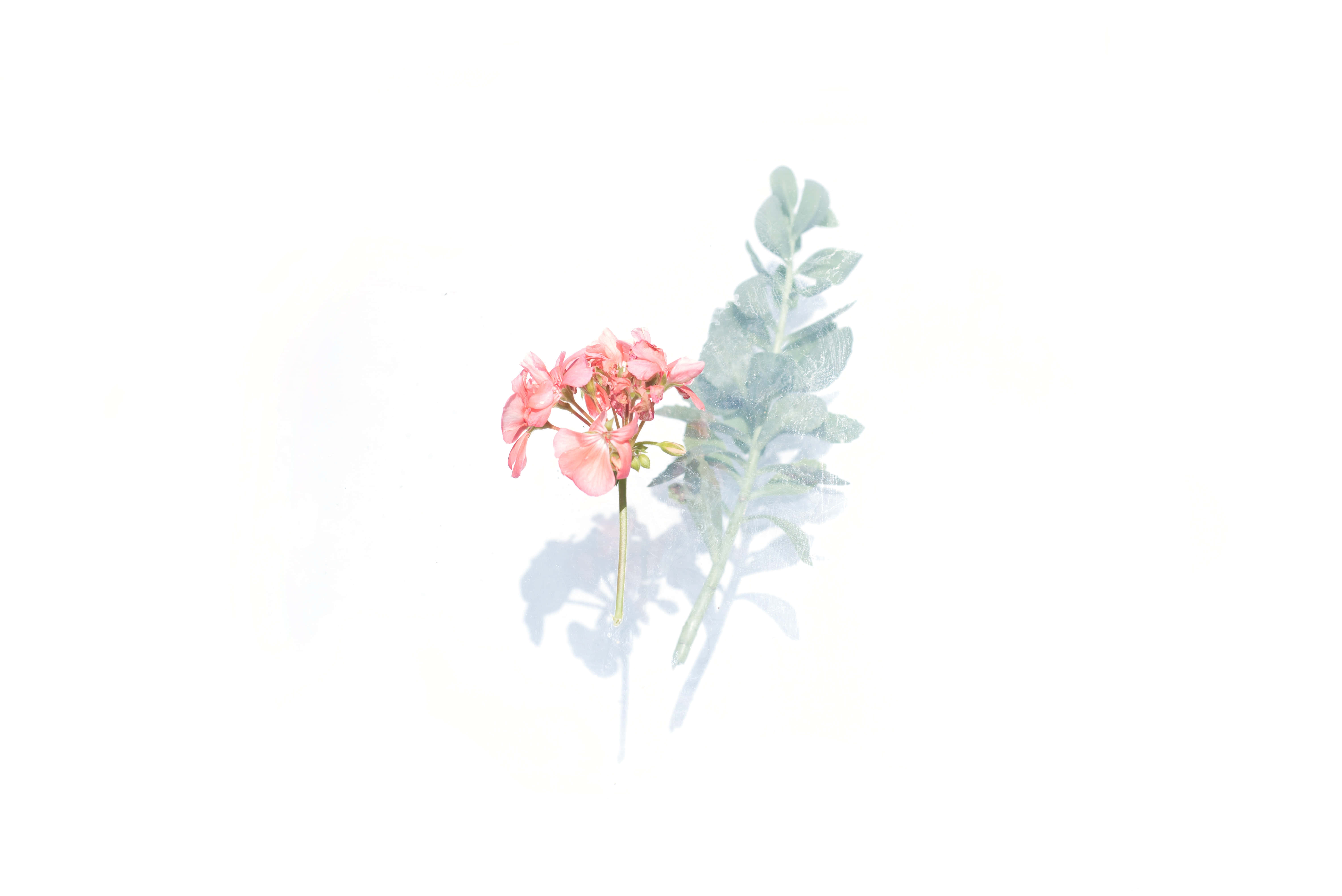 Watercolor Floral 桌布 壁紙 — 一朵精緻的粉紅色花朵，搭配綠色葉子，在明亮的白色背景上投下柔和的陰影。