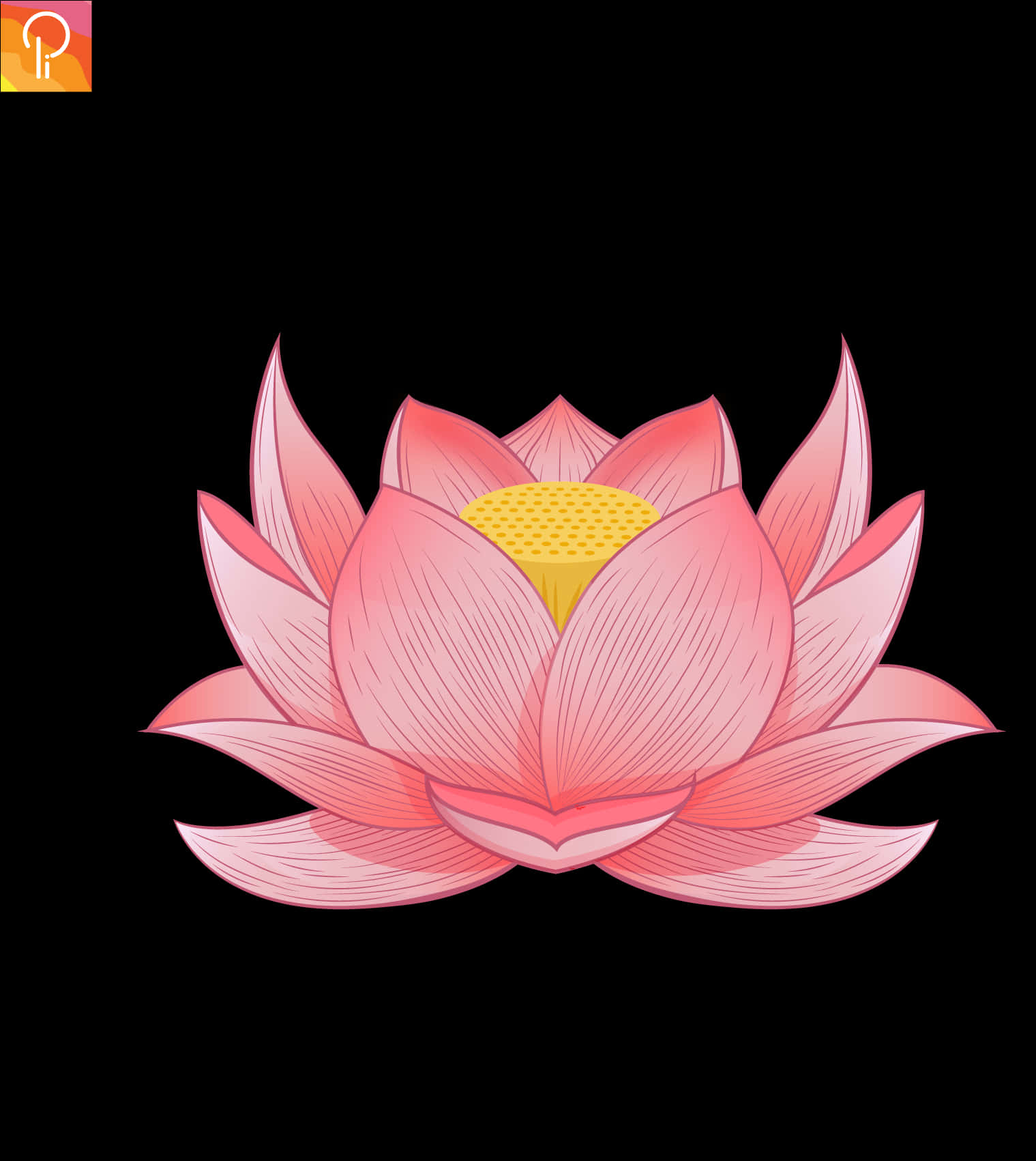 lotus 桌布 壁紙 — 一朵精緻的粉紅色蓮花，帶有黃色花蕊，在純黑色背景下綻放。