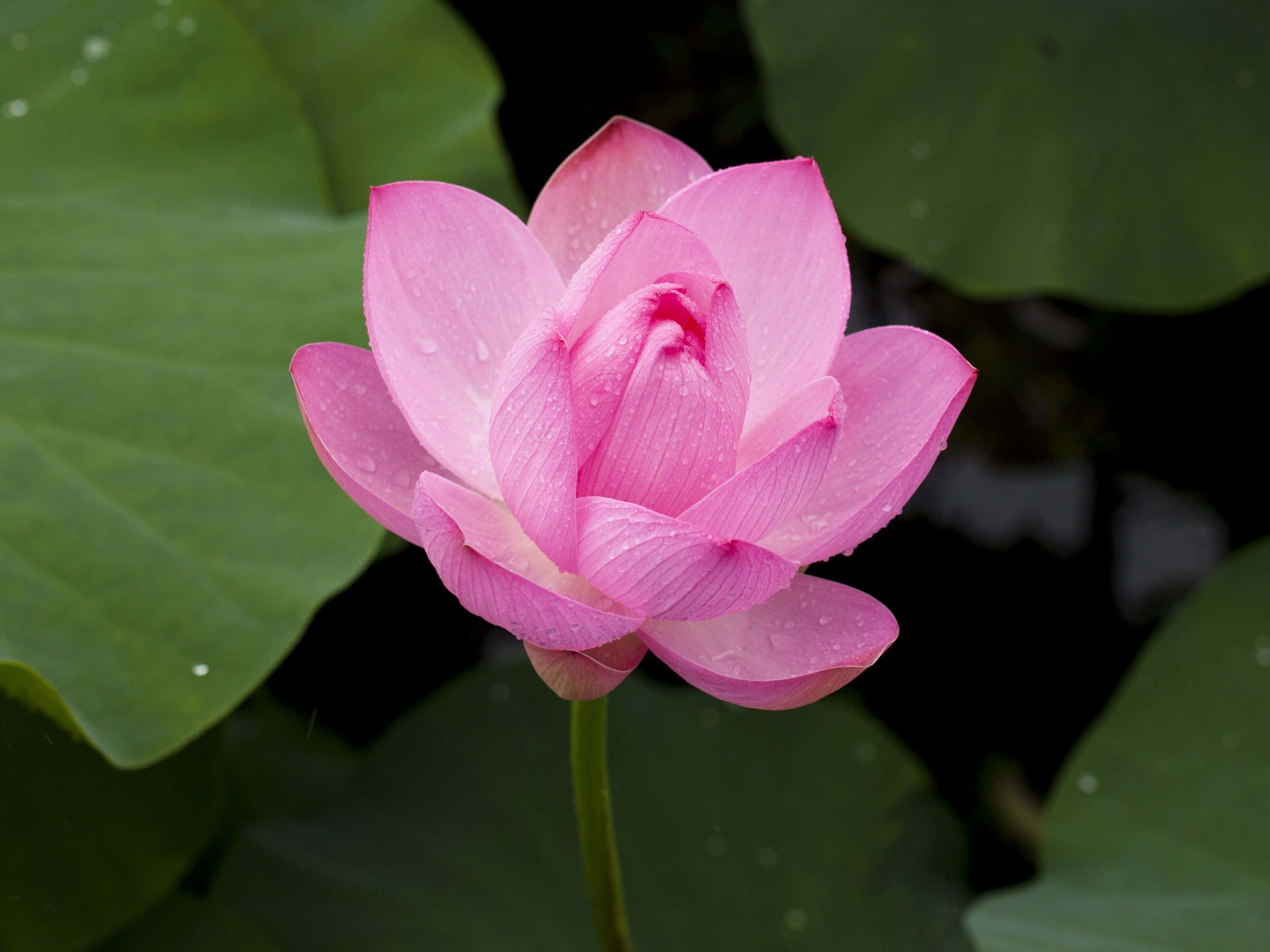 蓮花 桌布 壁紙 — 一朵精緻的粉紅色蓮花在寧靜的池塘中，在深綠色的睡蓮葉上閃爍著露珠。