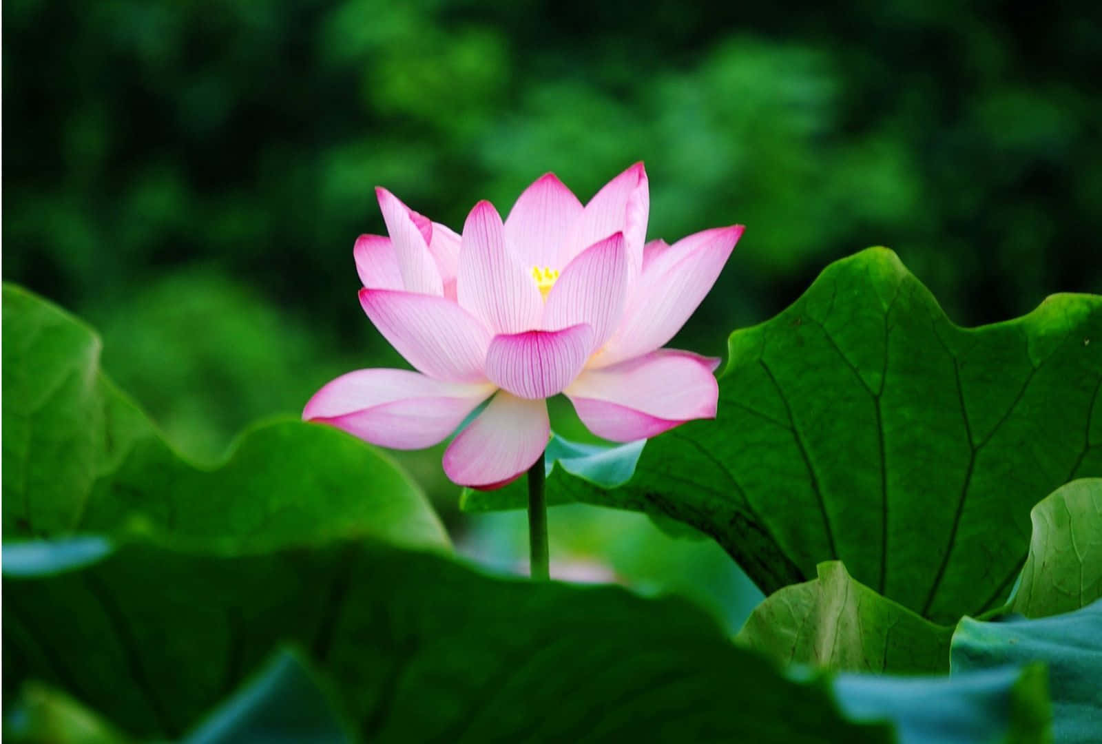 蓮花 桌布 壁紙 — 一朵精緻的粉紅色蓮花在寧靜的池塘中，在巨大的綠色睡蓮葉間優雅地綻放。