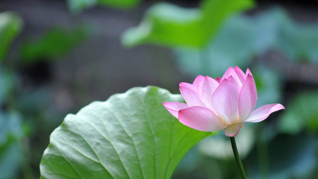 一朵粉紅色蓮花，旁邊有一片大綠葉在水中。 — 4K 壁紙