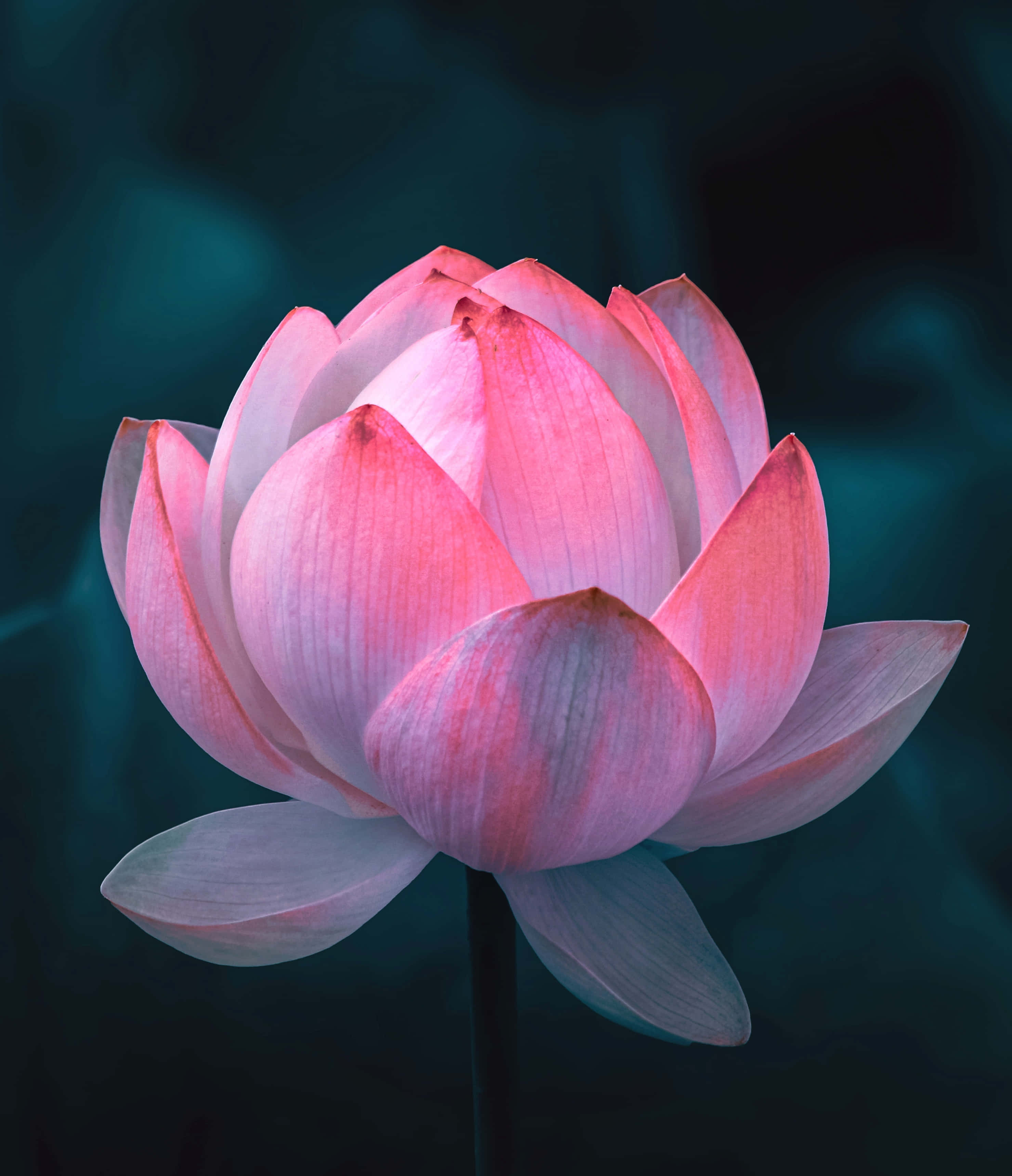 lotus 桌布 壁紙 — 一朵精緻的粉紅色蓮花在深藍綠色模糊背景上柔和地綻放。