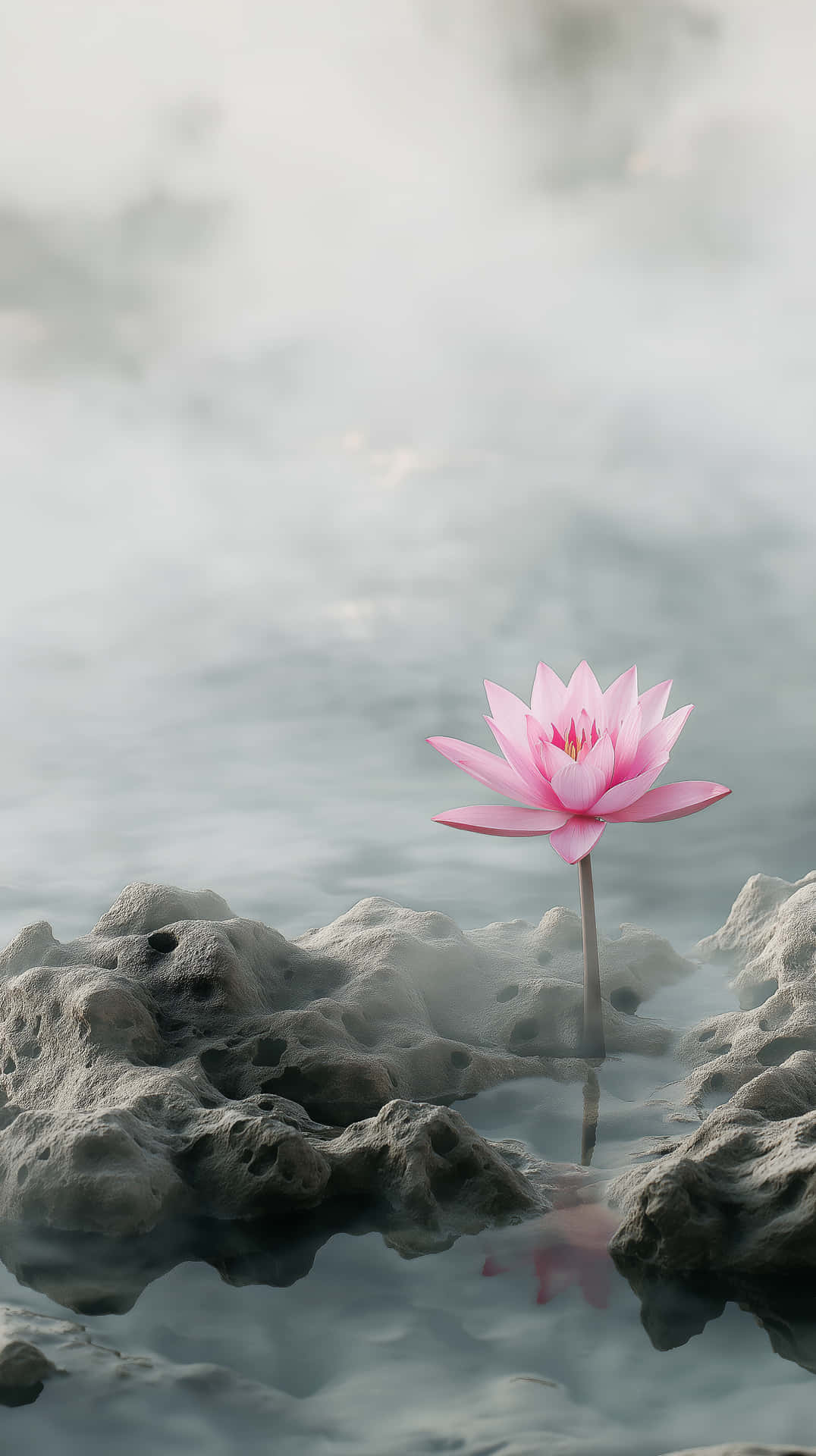 Serene Pink Lotus Flower Emerging from Water Amidst Rocks 壁紙 — 一朵精緻的粉紅色蓮花從霧氣瀰漫的水面上優雅綻放，旁邊是紋理分明的灰色岩石。