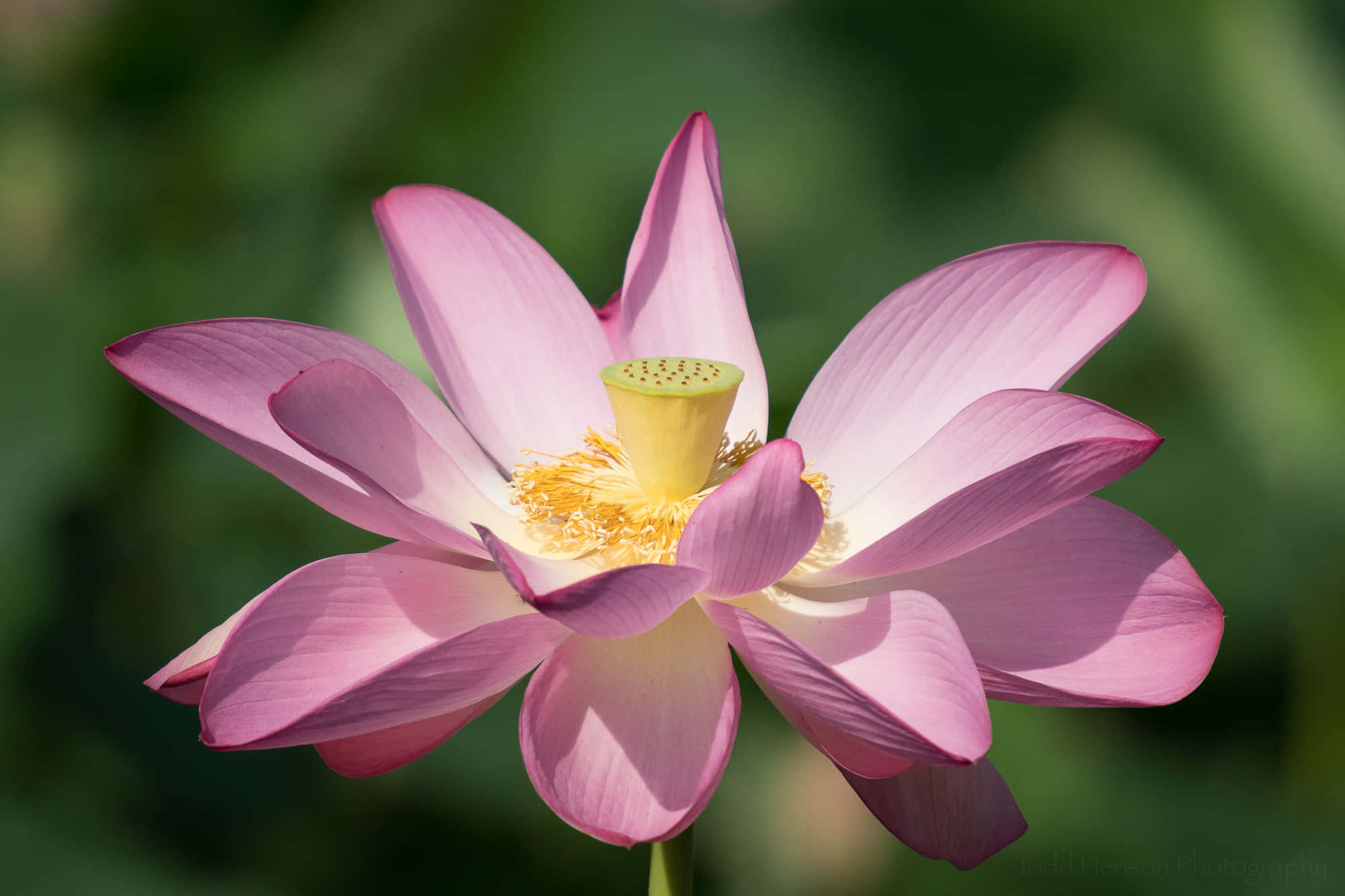 Blooming Flowers 桌布 壁紙 — 一朵精緻的粉紅色蓮花盛開，花瓣柔軟，花心黃色，背景是模糊的綠色。