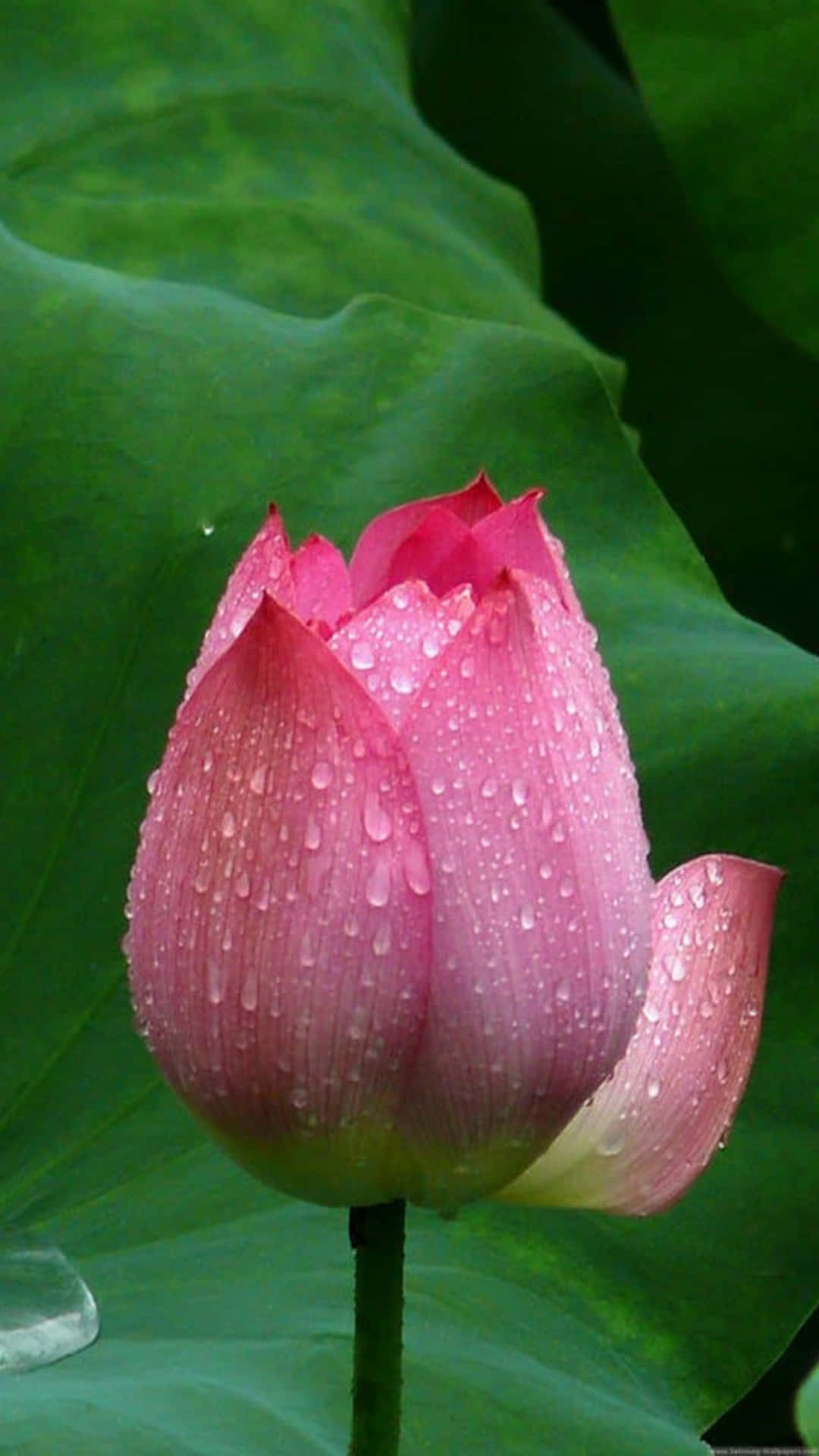 花 桌布 壁紙 — 一朵精緻的粉紅色蓮花花蕾在茂盛綠葉的背景下閃爍著露珠。