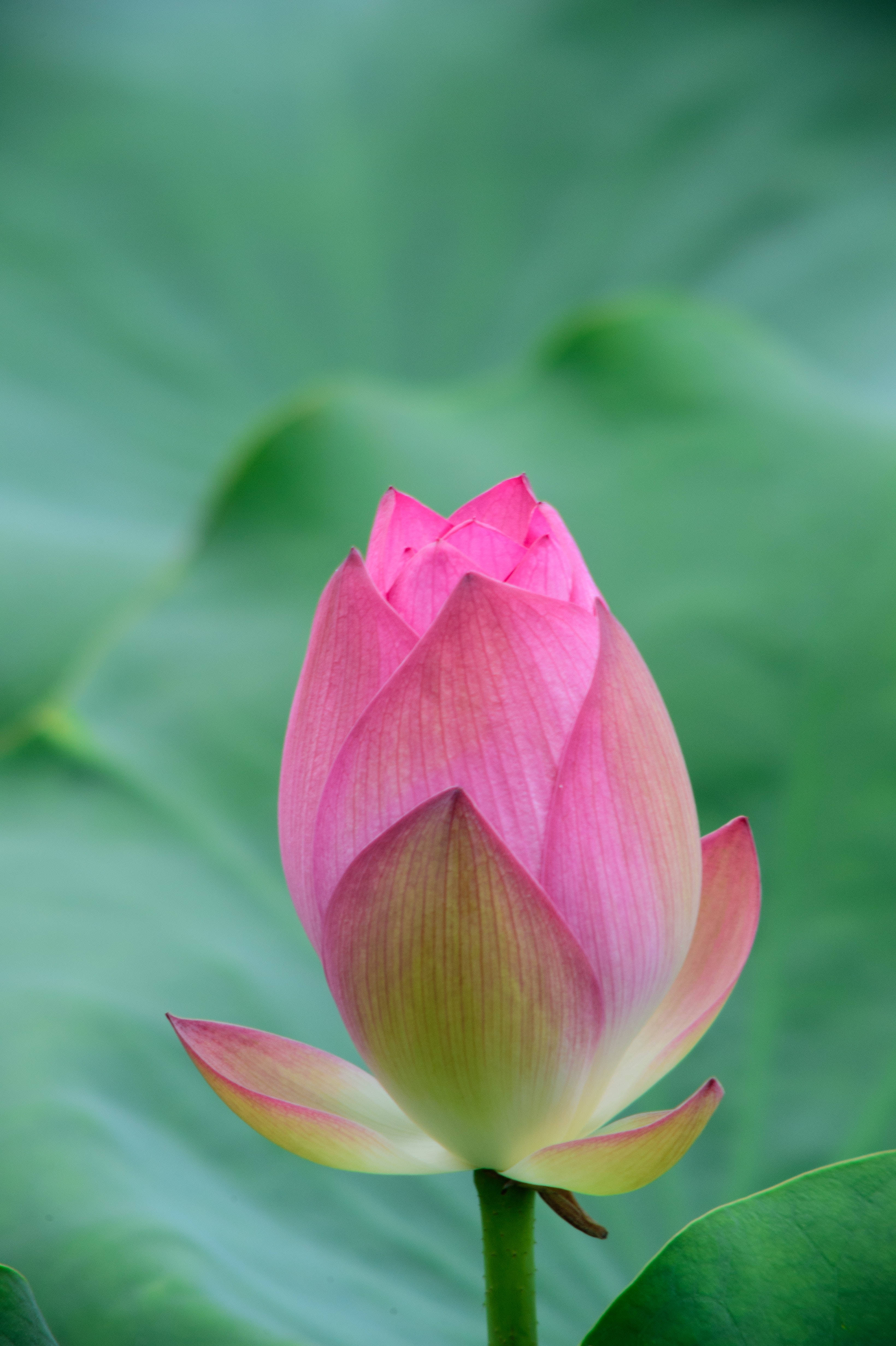 lotus 桌布 壁紙 — 一朵精緻的粉紅色蓮花蓓蕾，在柔和的綠色葉子背景下即將綻放。