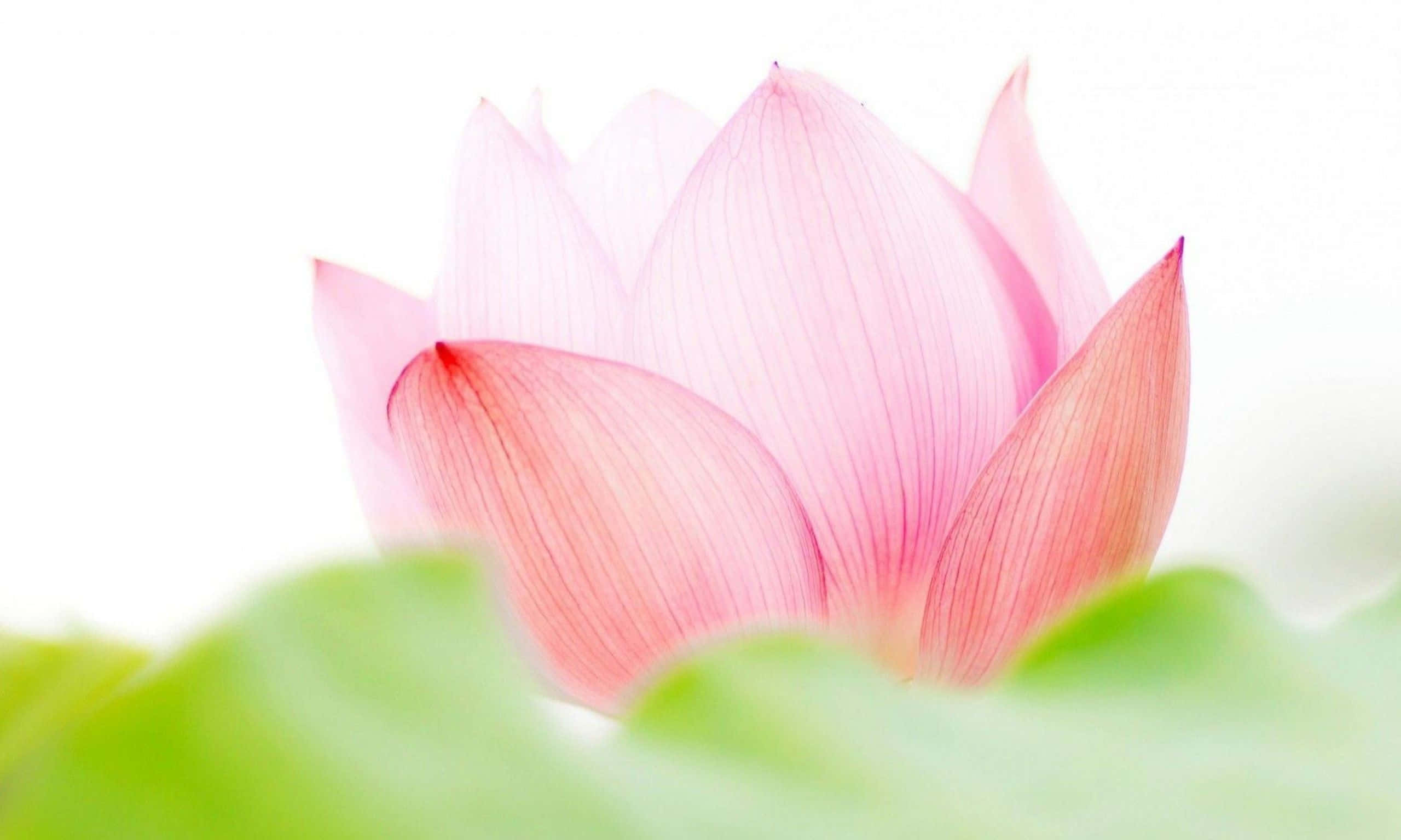 蓮花 桌布 壁紙 — 一朵精緻的粉紅色蓮花蕾在柔和的白色背景上綻放，下方有模糊的綠葉。