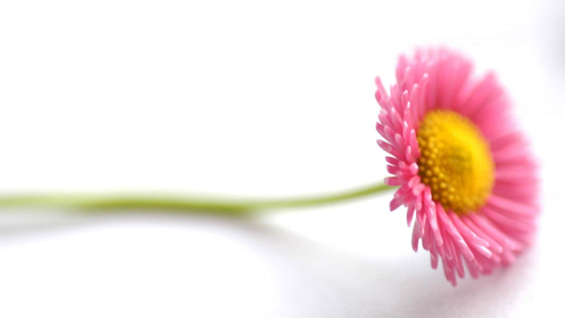 Simple Flower 桌布 壁紙 — 一朵精緻的粉紅色雛菊，帶有充滿活力的黃色花心，輕輕地靠在純白色的背景上。