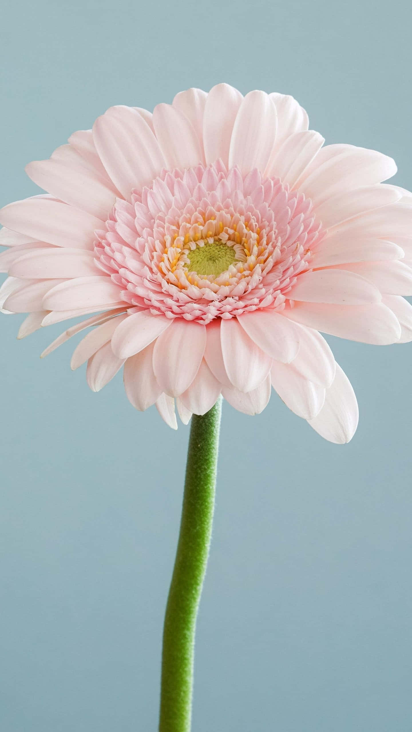 Android Daisies 桌布 壁紙 — 一朵精緻的粉紅色非洲菊雛菊，花瓣層層疊疊，綠色莖幹，在柔和的藍色背景上格外突出。