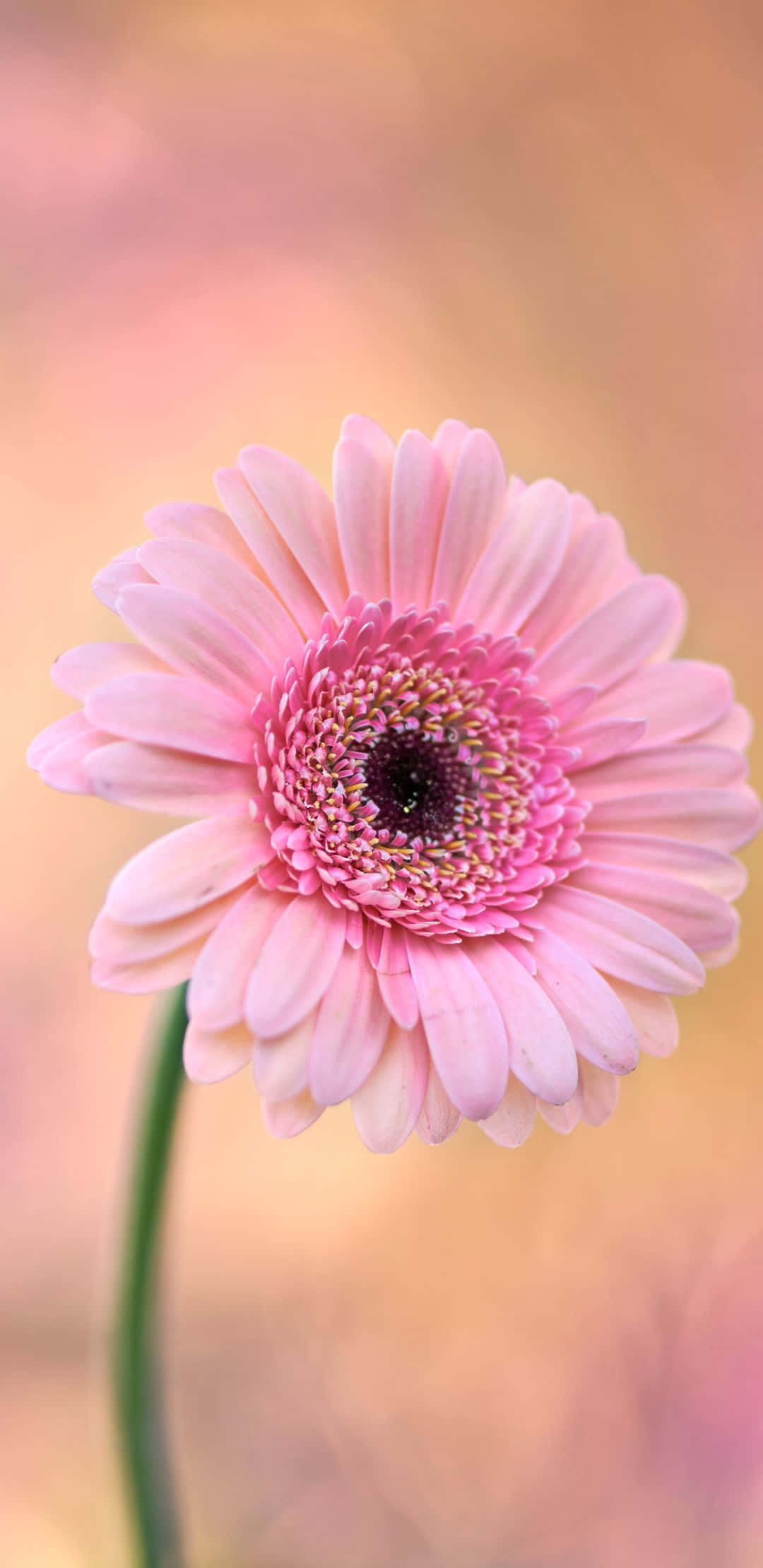 1080x2220 桌布 壁紙 — 一朵精緻的粉紅色非洲菊雛菊在夢幻般的柔和背景中，以淺景深柔和綻放。