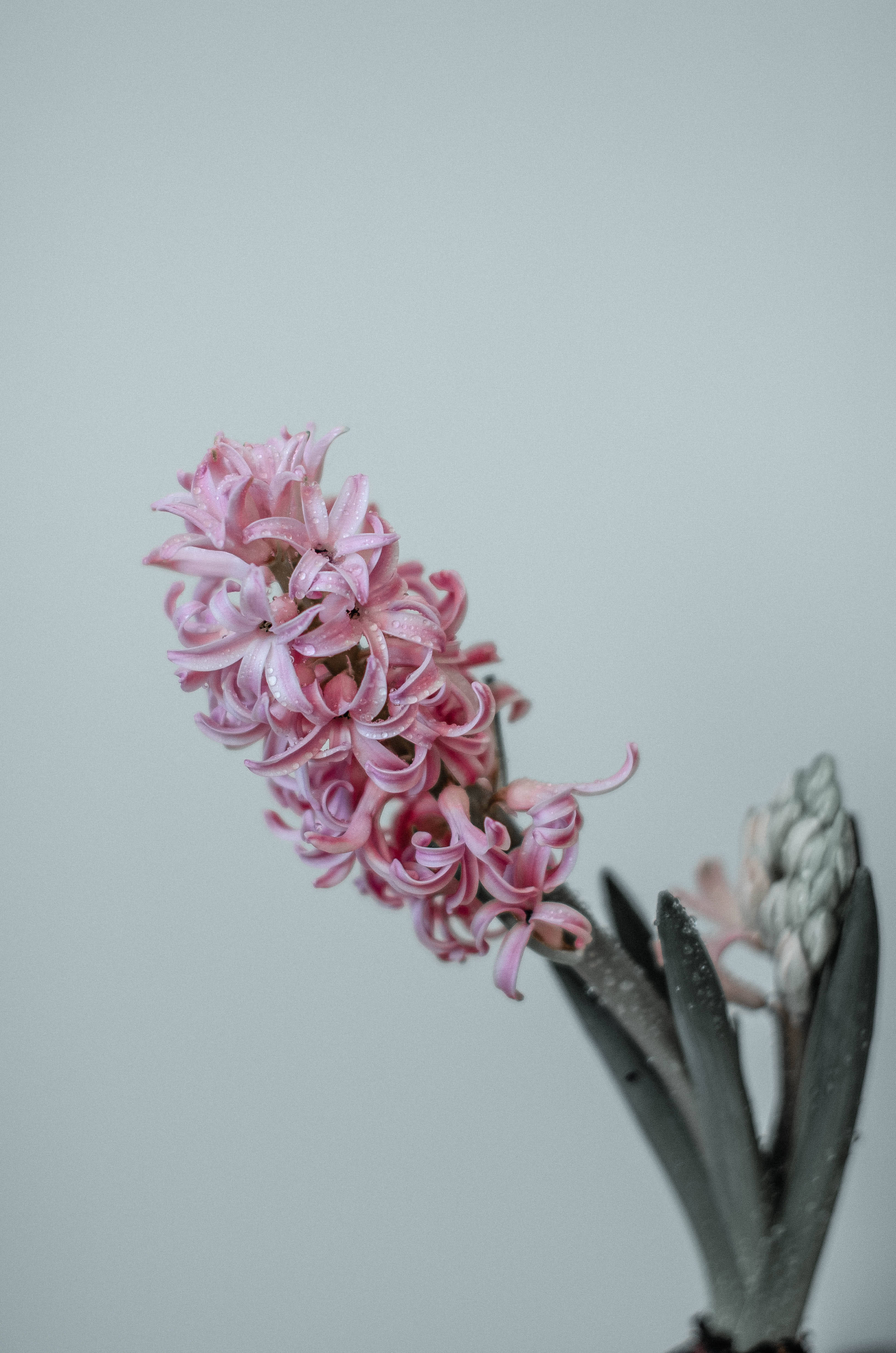 flower android 桌布 壁紙 — 一朵精緻的粉紅色風信子在柔和的灰色背景上綻放，花瓣上閃爍著露珠。