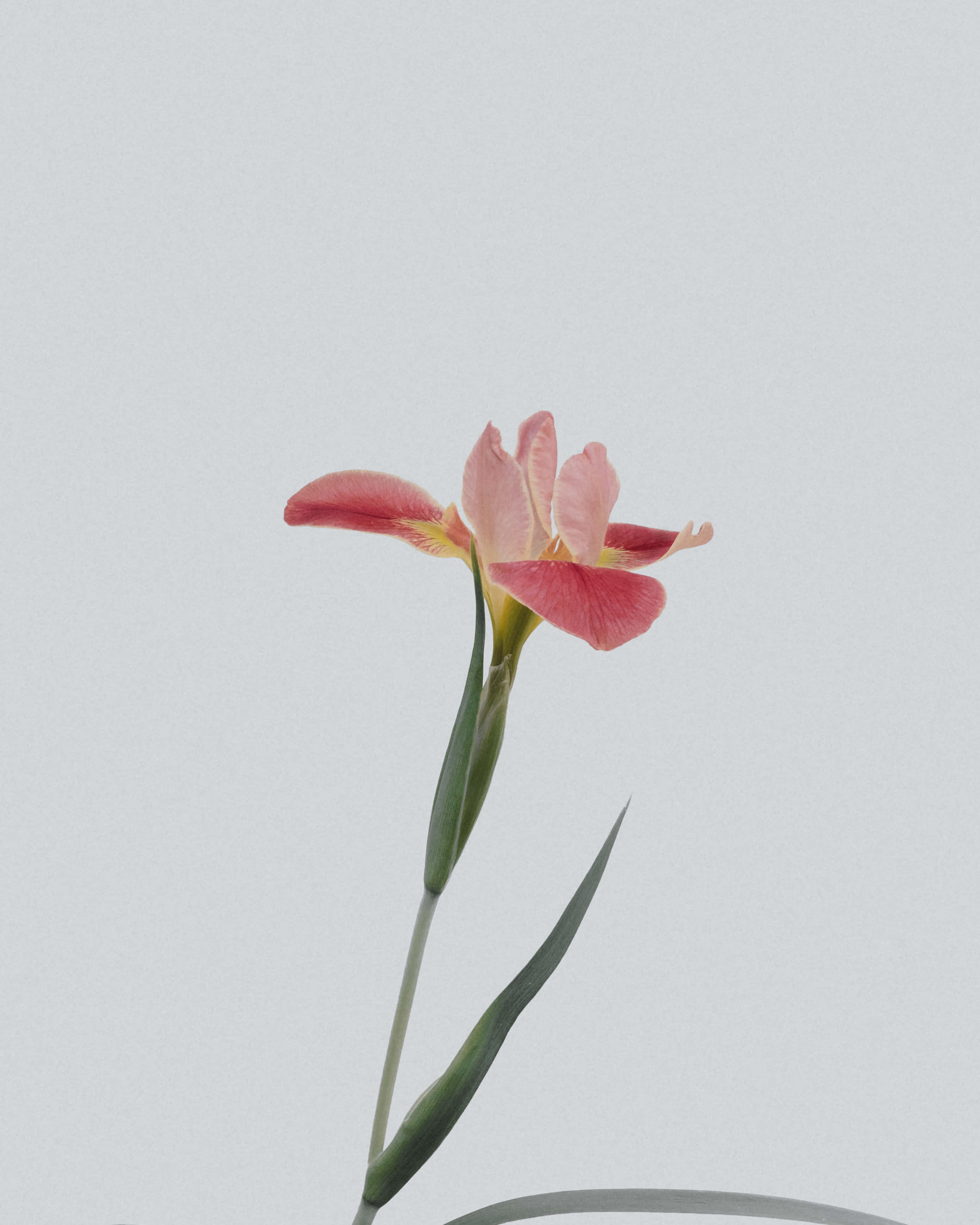 Nature Flower 桌布 壁紙 — 一朵精緻的粉紅色鳶尾花，帶有綠色莖和葉子，立在柔和的灰色背景前。