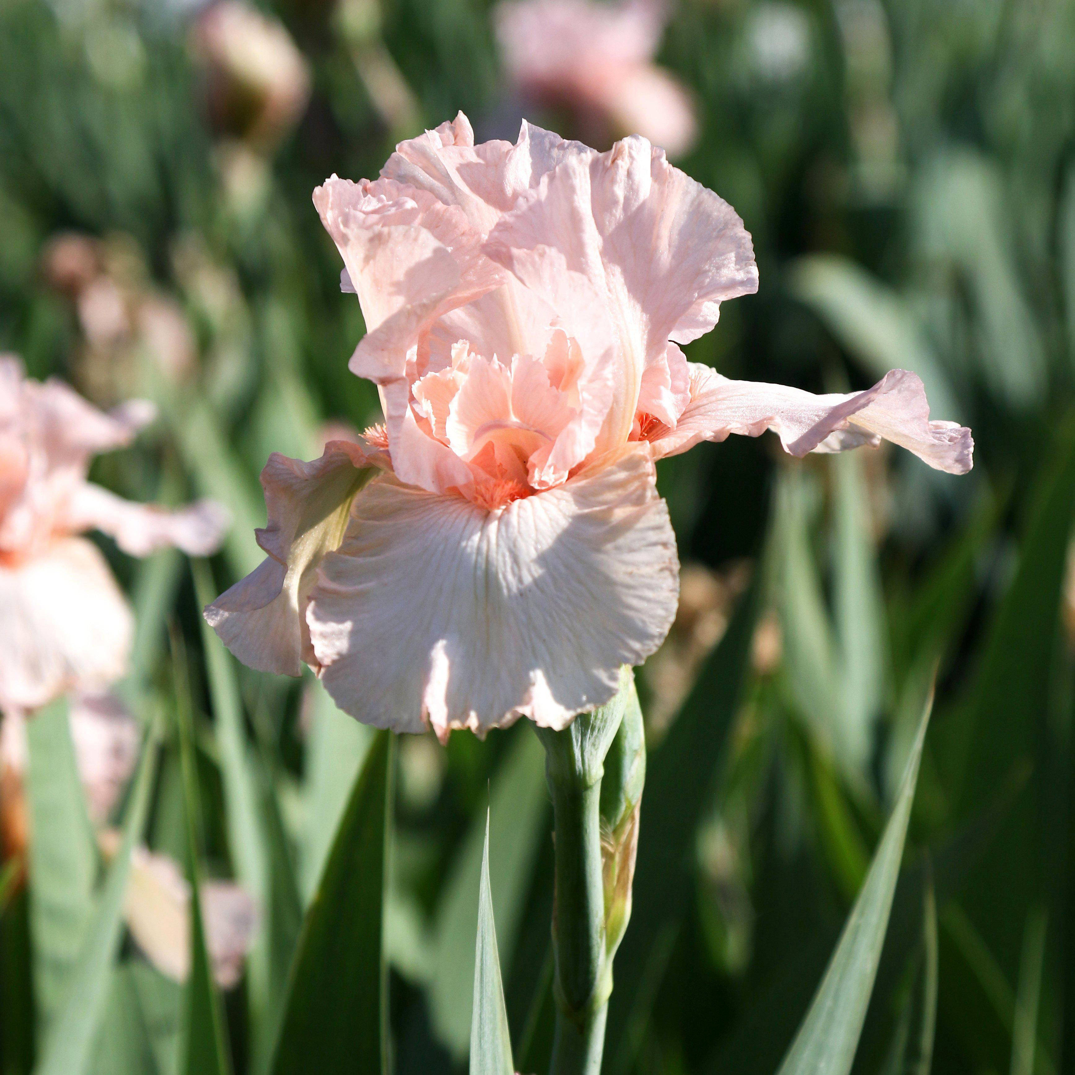 Iris 桌布 壁紙 — 一朵精緻的粉紅色鳶尾花在柔和陽光下盛開，帶有皺褶花瓣和茂盛綠葉作為背景。