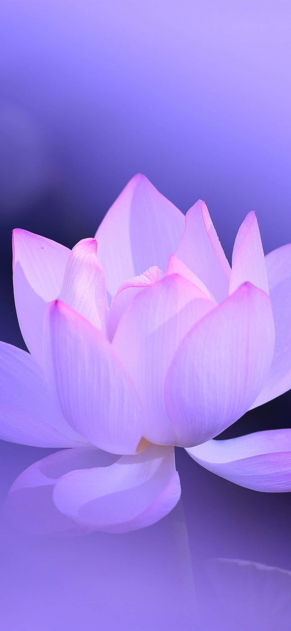 lotus 桌布 壁紙 — 一朵精緻的粉紅蓮花在夢幻般的薰衣草背景下柔和綻放，伴隨著輕柔的水面倒影。
