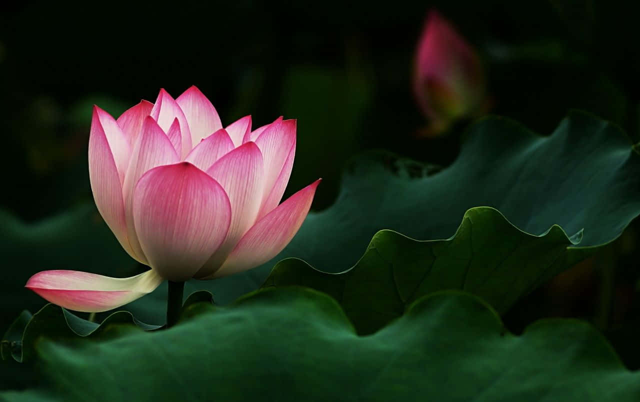lotus 桌布 壁紙 — 一朵精緻的粉紅蓮花在寧靜的池塘中，在深綠色的睡蓮葉間輕輕綻放。