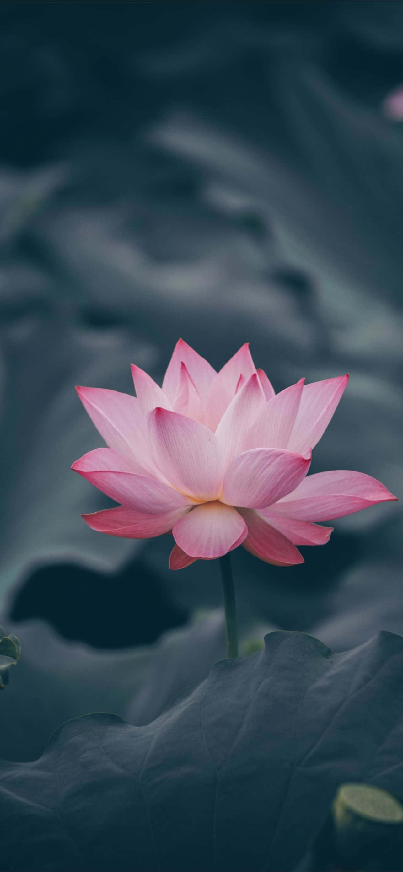 Pink Flower Phone 桌布 壁紙 — 一朵精緻的粉紅蓮花在平靜的水面上優雅地綻放於深綠色睡蓮葉之上。
