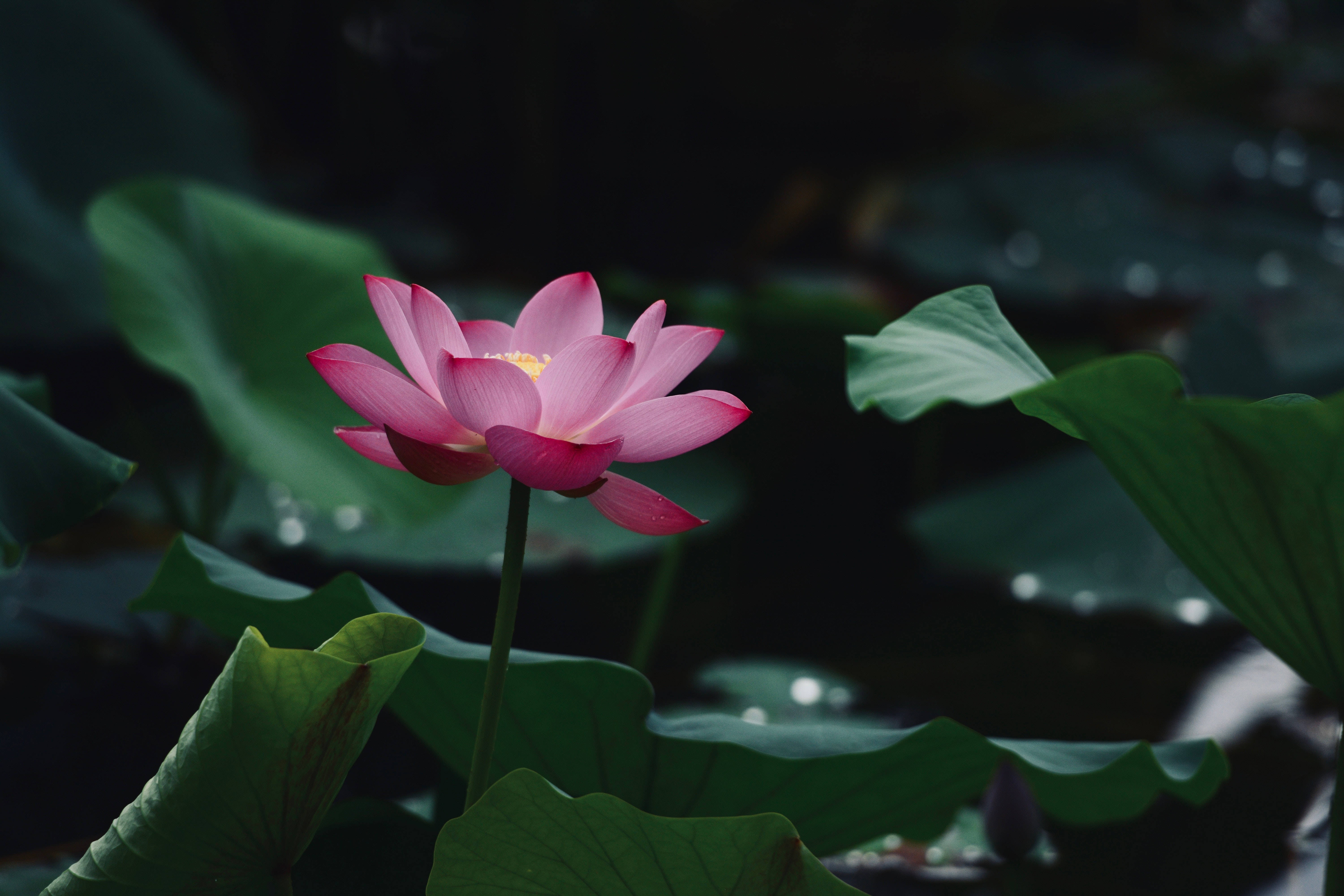 lotus 桌布 壁紙 — 一朵精緻的粉紅蓮花在柔和、漫射的光線下，在寧靜的池塘中，於大片綠色睡蓮葉間優雅綻放。