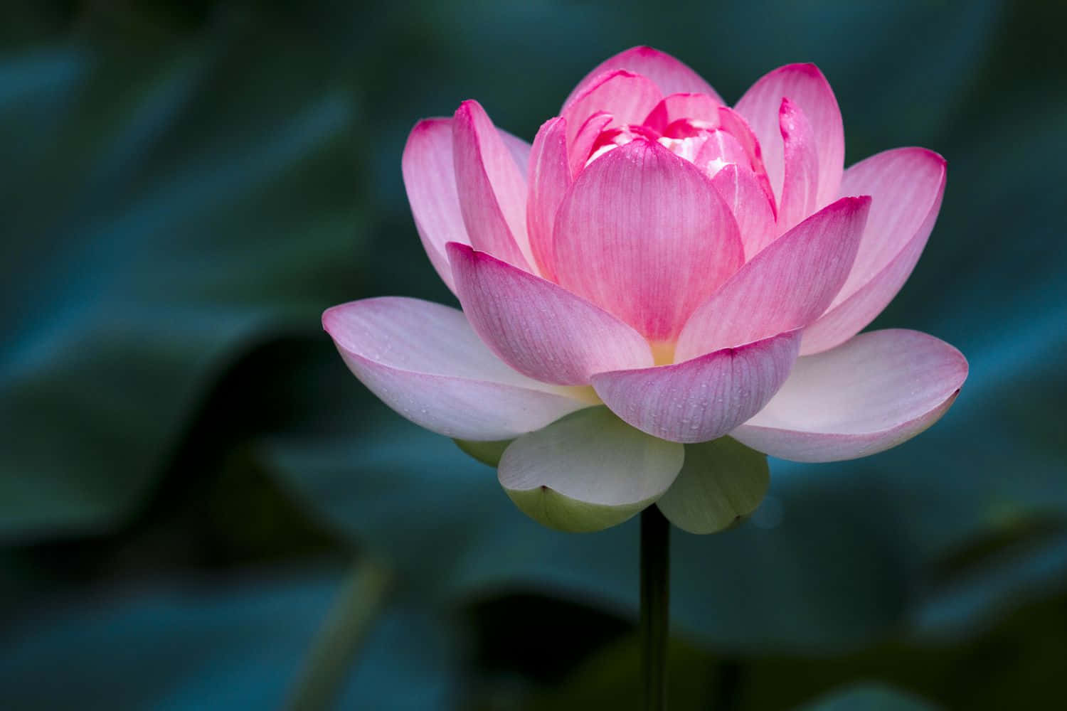 花 桌布 壁紙 — 一朵精緻的粉紅蓮花在柔和模糊的綠色背景下優雅地綻放。