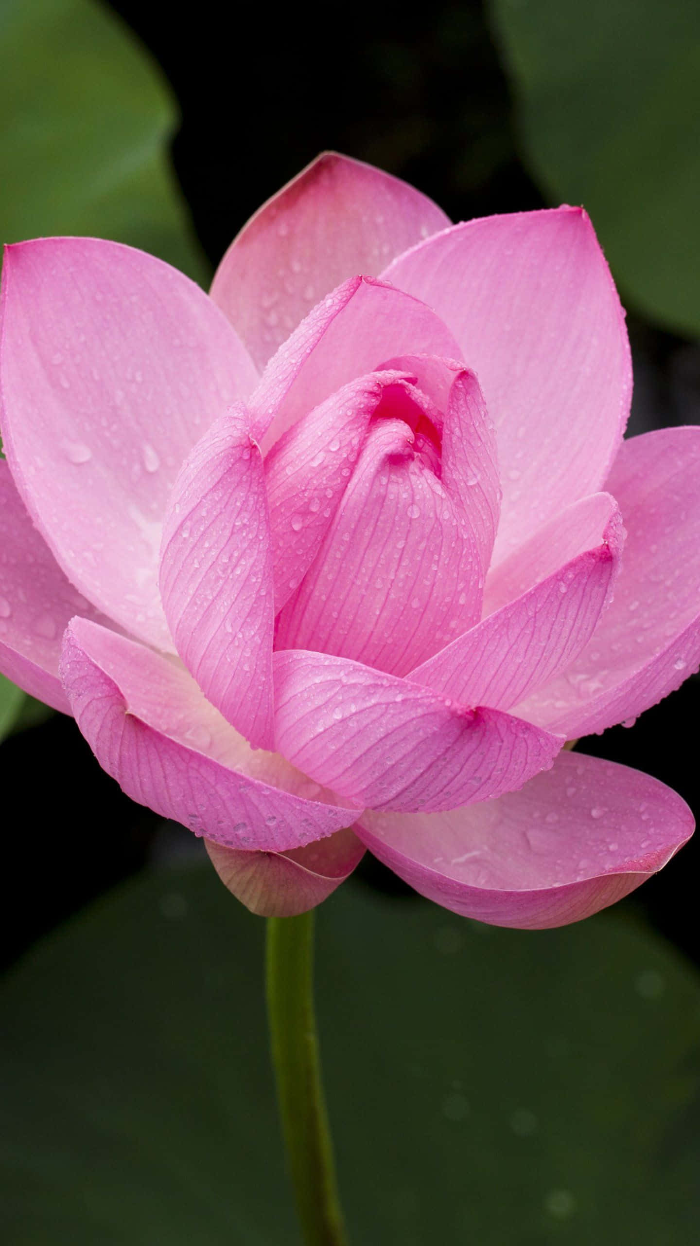 lotus 桌布 壁紙 — 一朵精緻的粉紅蓮花在深綠色葉子背景下閃爍著露珠。